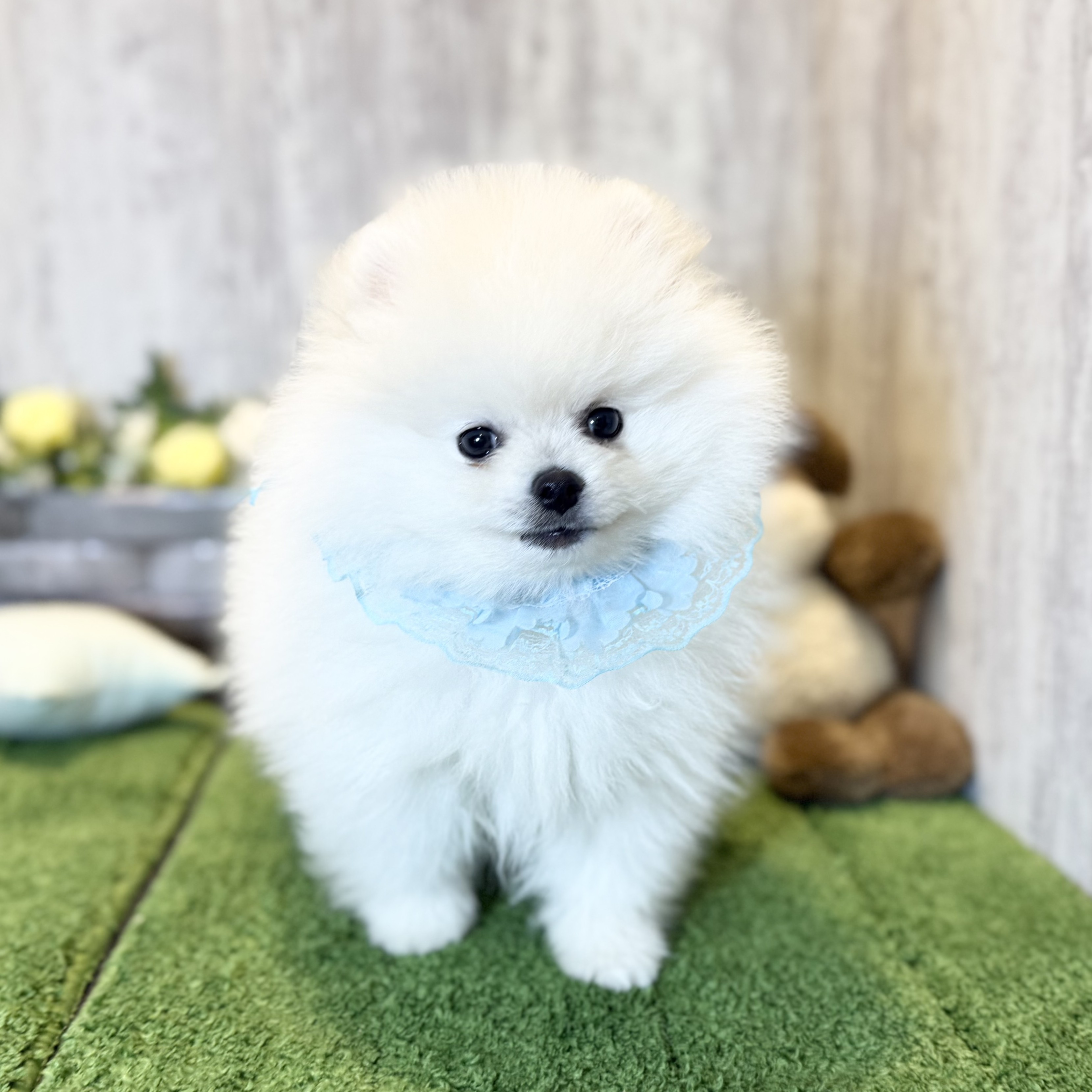 兵庫県のポメラニアン (ペッツワン姫路大津店/2025年11月10日生まれ/男の子/クリーム)の子犬の3枚目の画像