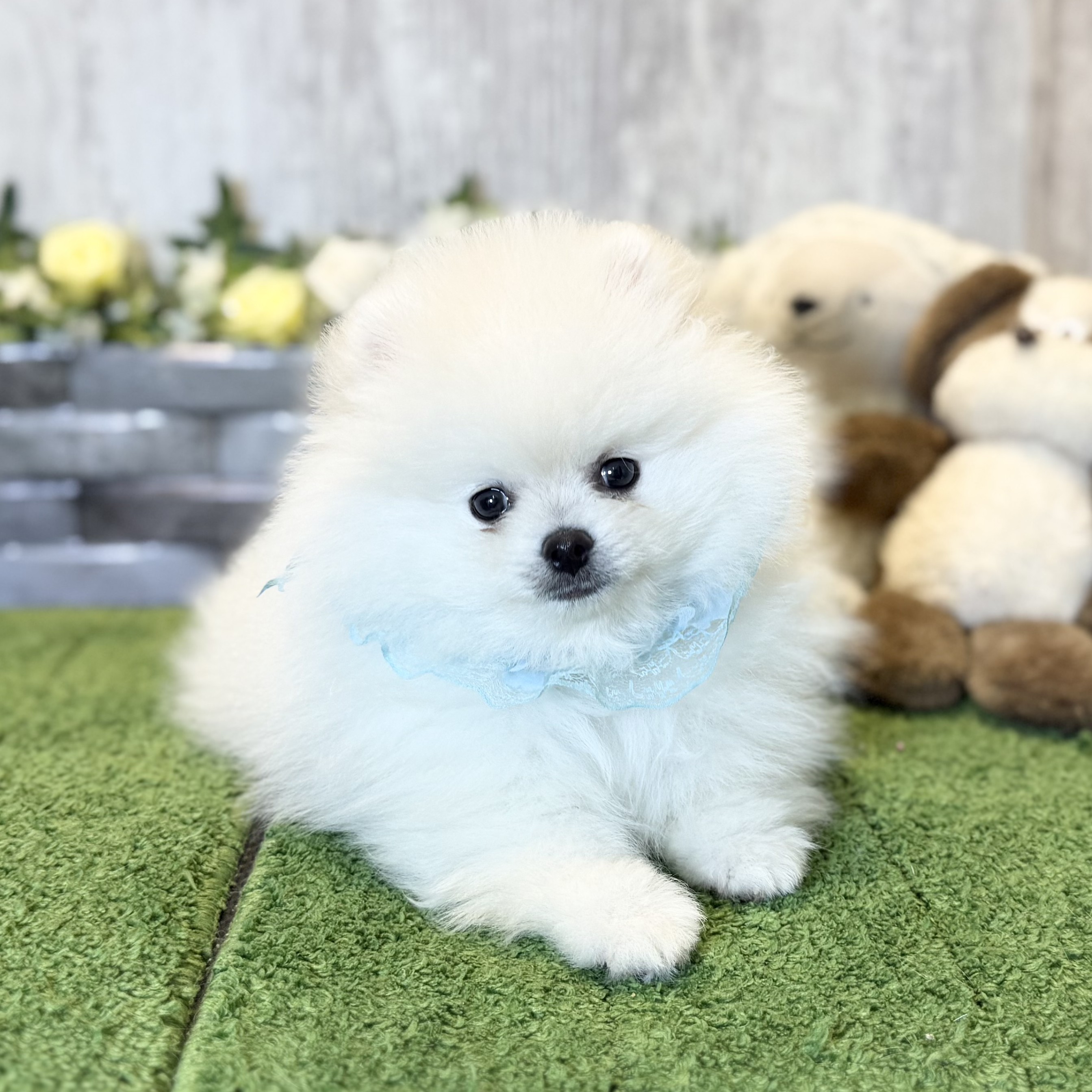 兵庫県のポメラニアン (ペッツワン姫路大津店/2025年11月10日生まれ/男の子/クリーム)の子犬の1枚目の画像