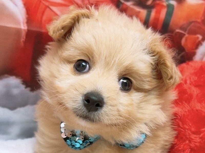 沖縄県のハーフ犬・ミックス犬 (ペッツワンFCあがり浜店/2025年10月3日生まれ/男の子/クリーム)の子犬