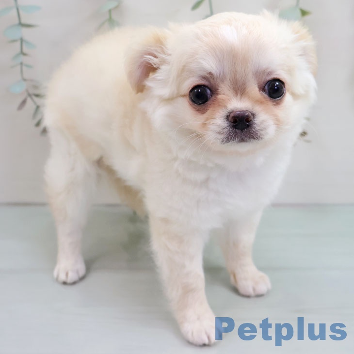 イヌ - 古河店 | ペッツワン