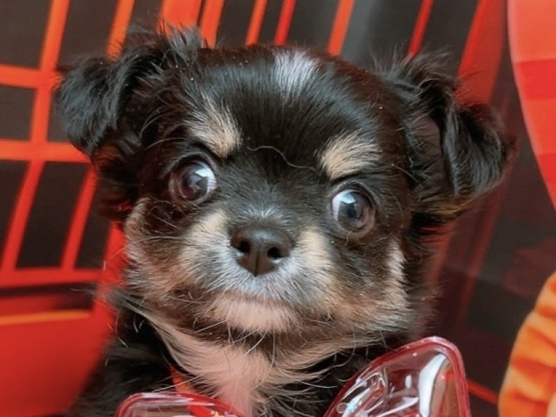 沖縄県のチワワ(ロング) (ペッツワンFCあがり浜店/2025年11月14日生まれ/男の子/ブラックタンホワイト)の子犬