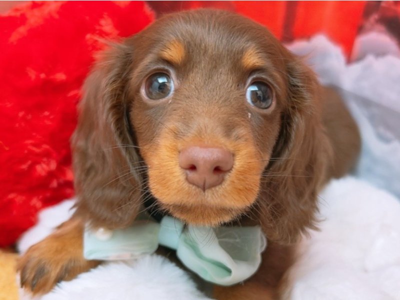 沖縄県のミニチュアダックスフンド(ロング) (ペッツワンFCあがり浜店/2025年10月30日生まれ/男の子/チョコレートタン)の子犬