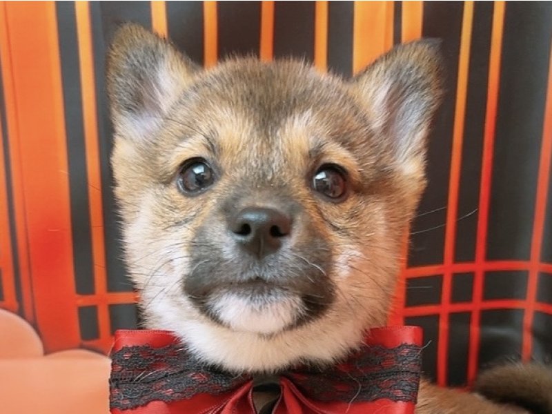 沖縄県のハーフ犬・ミックス犬 (ペッツワンFCあがり浜店/2025年10月25日生まれ/女の子/レッドホワイト)の子犬