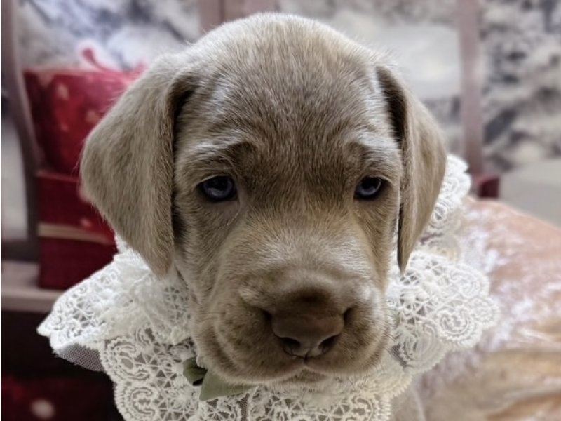 沖縄県のワイマラナー (ペッツワンFCあがり浜店/2025年10月22日生まれ/男の子/グレー)の子犬