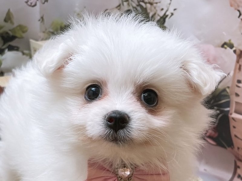 沖縄県のハーフ犬・ミックス犬 (ペッツワンFCあがり浜店/2025年9月28日生まれ/女の子/ホワイト)の子犬