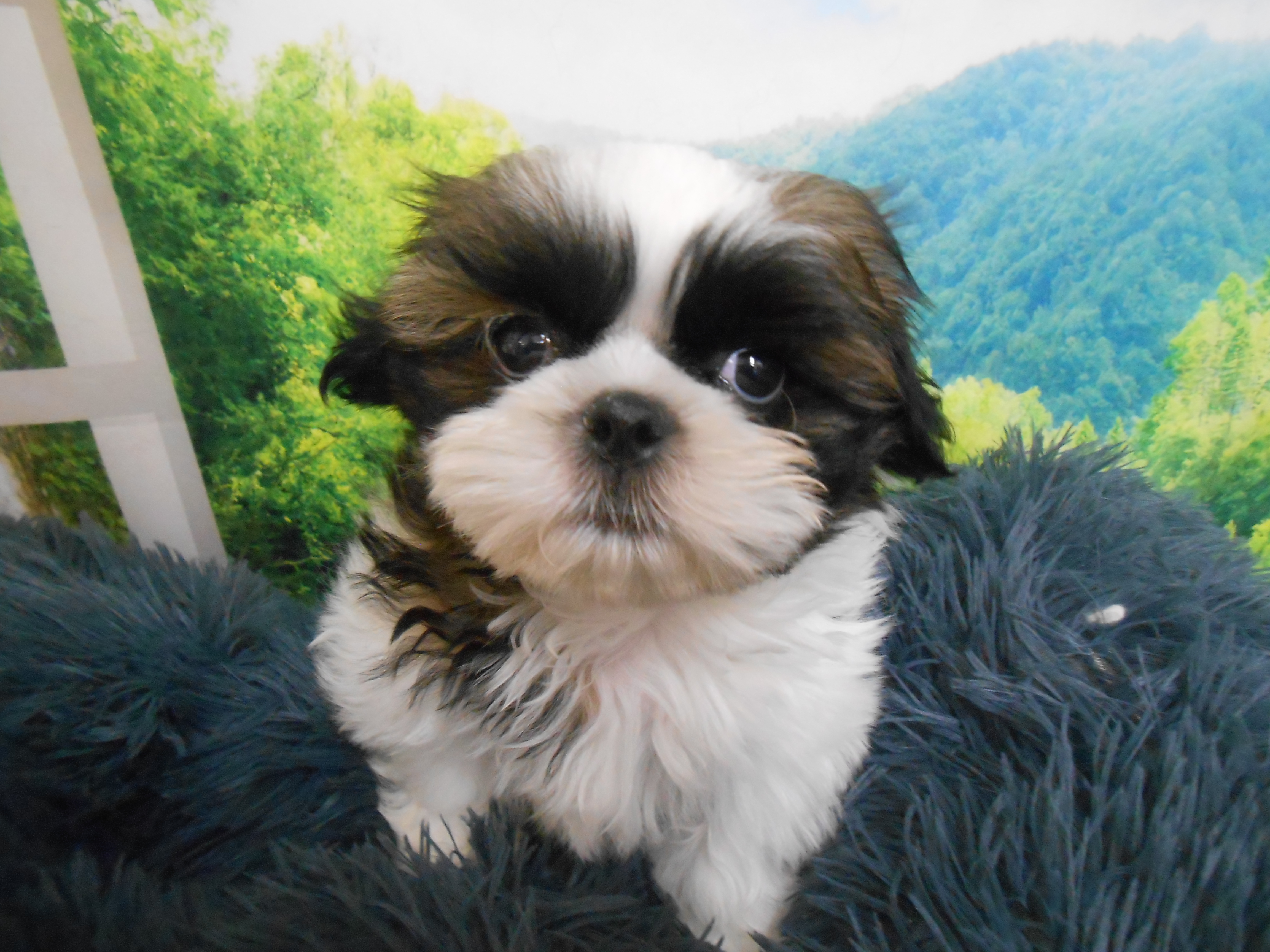 愛知県のシーズー (ペッツワン半田店/2025年11月10日生まれ/男の子/ホワイトゴールド)の子犬