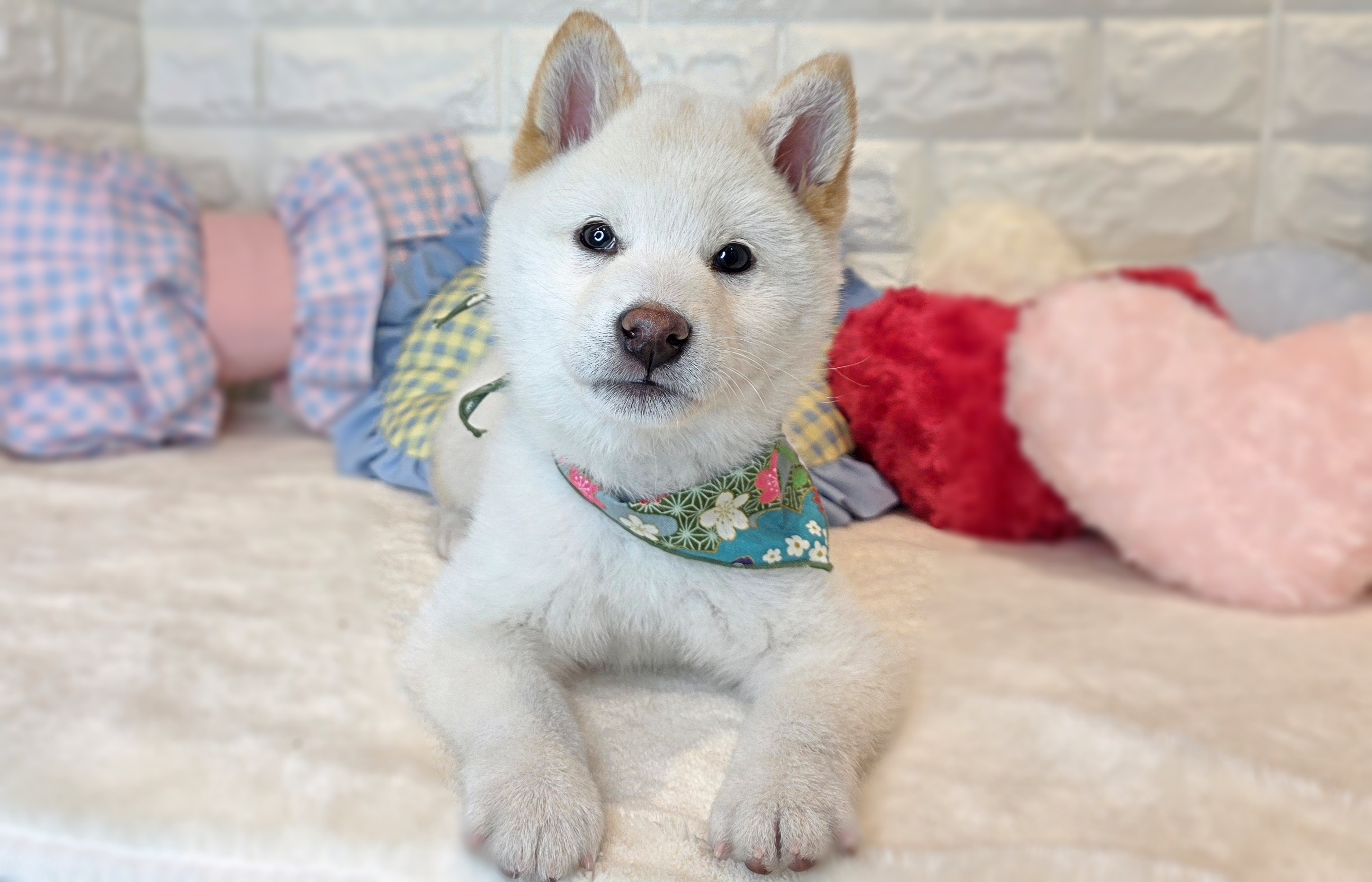 京都府の柴犬(標準サイズ) (ペッツワン亀岡店/2025年10月21日生まれ/男の子/白)の子犬