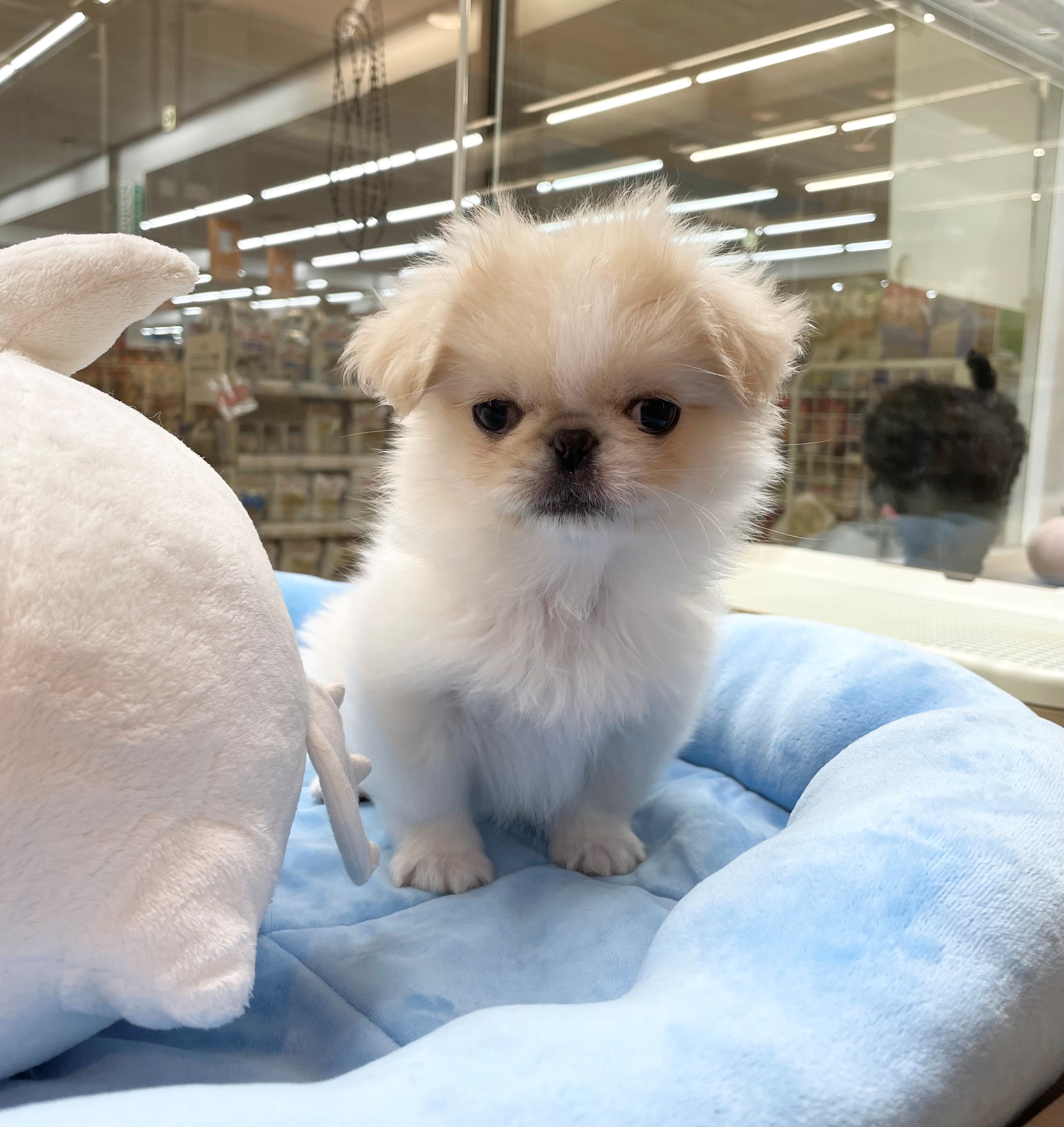 岐阜県のペキニーズ (ペッツワン可児店/2025年11月8日生まれ/女の子/クリームホワイト)の子犬の3枚目の画像