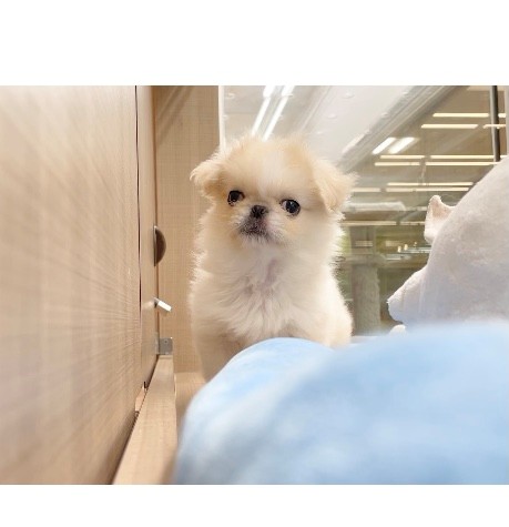 岐阜県のペキニーズ (ペッツワン可児店/2025年11月8日生まれ/女の子/クリームホワイト)の子犬の2枚目の画像