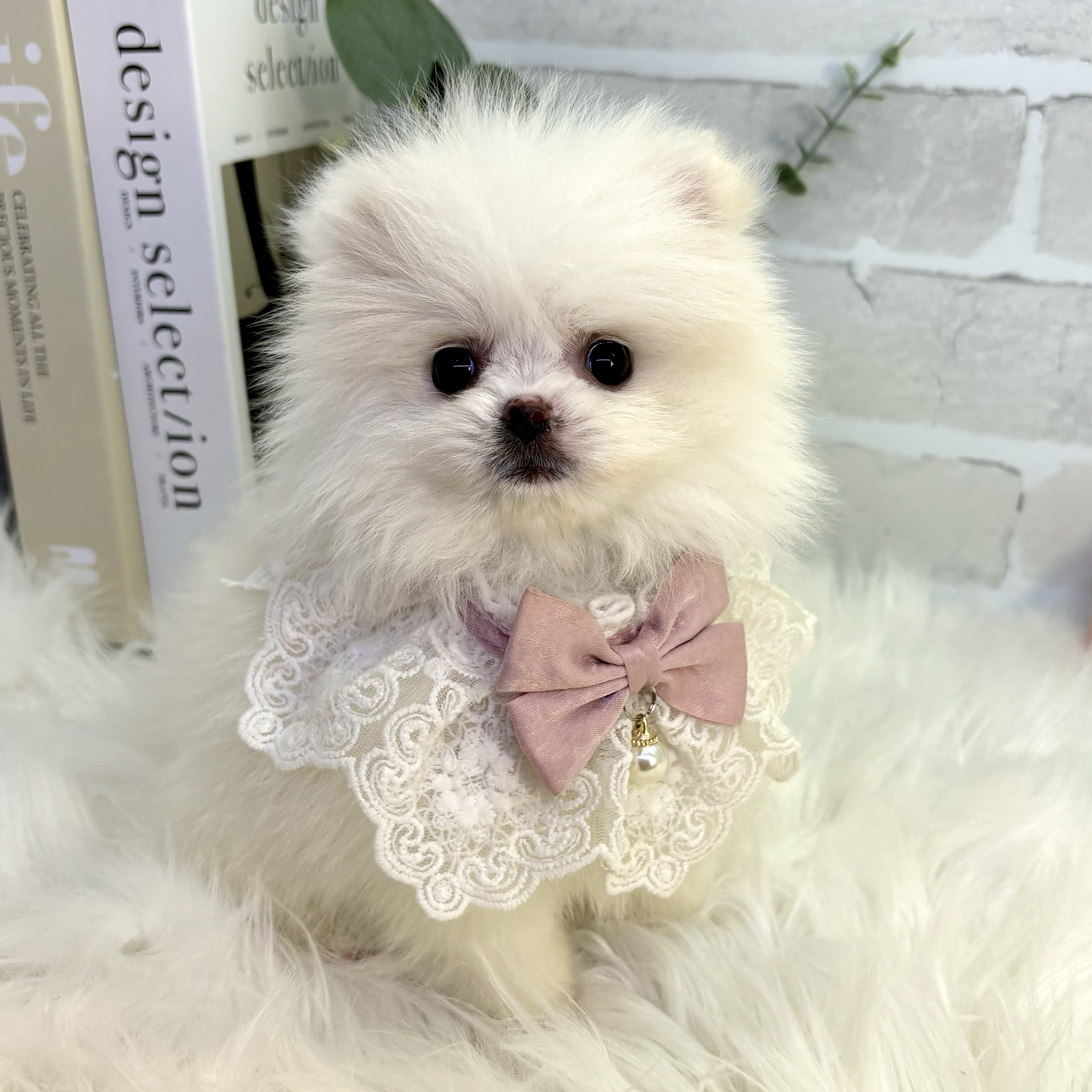 大阪府のポメラニアン (ペッツワン高槻店/2025年11月9日生まれ/女の子/クリーム)の子犬