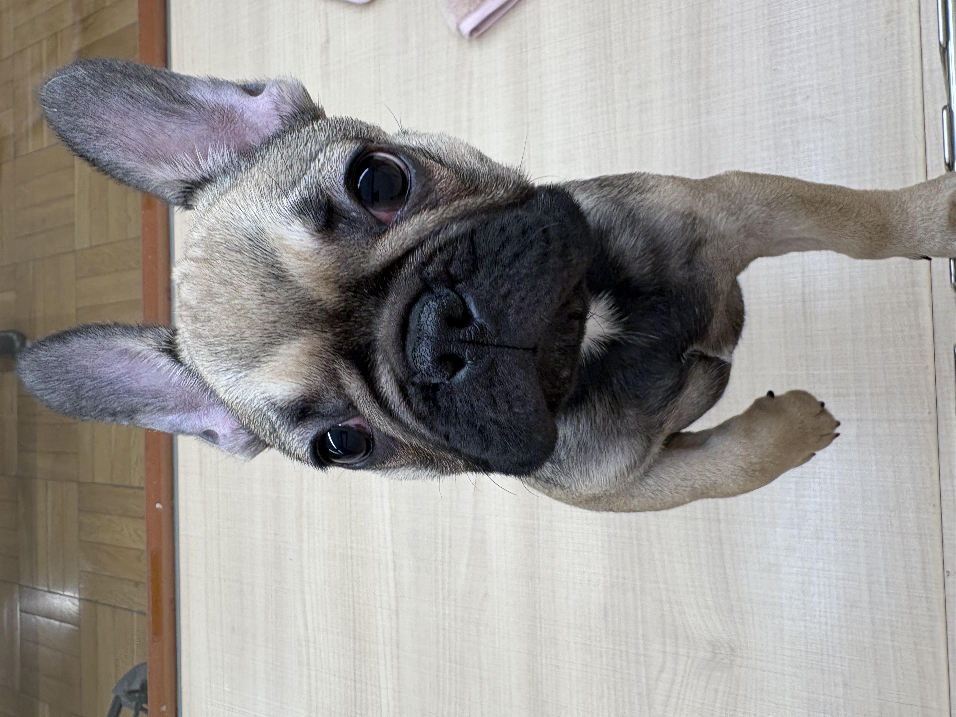 千葉県のフレンチブルドッグ (ペッツワン佐倉店/2025年10月8日生まれ/男の子/フォーン)の子犬