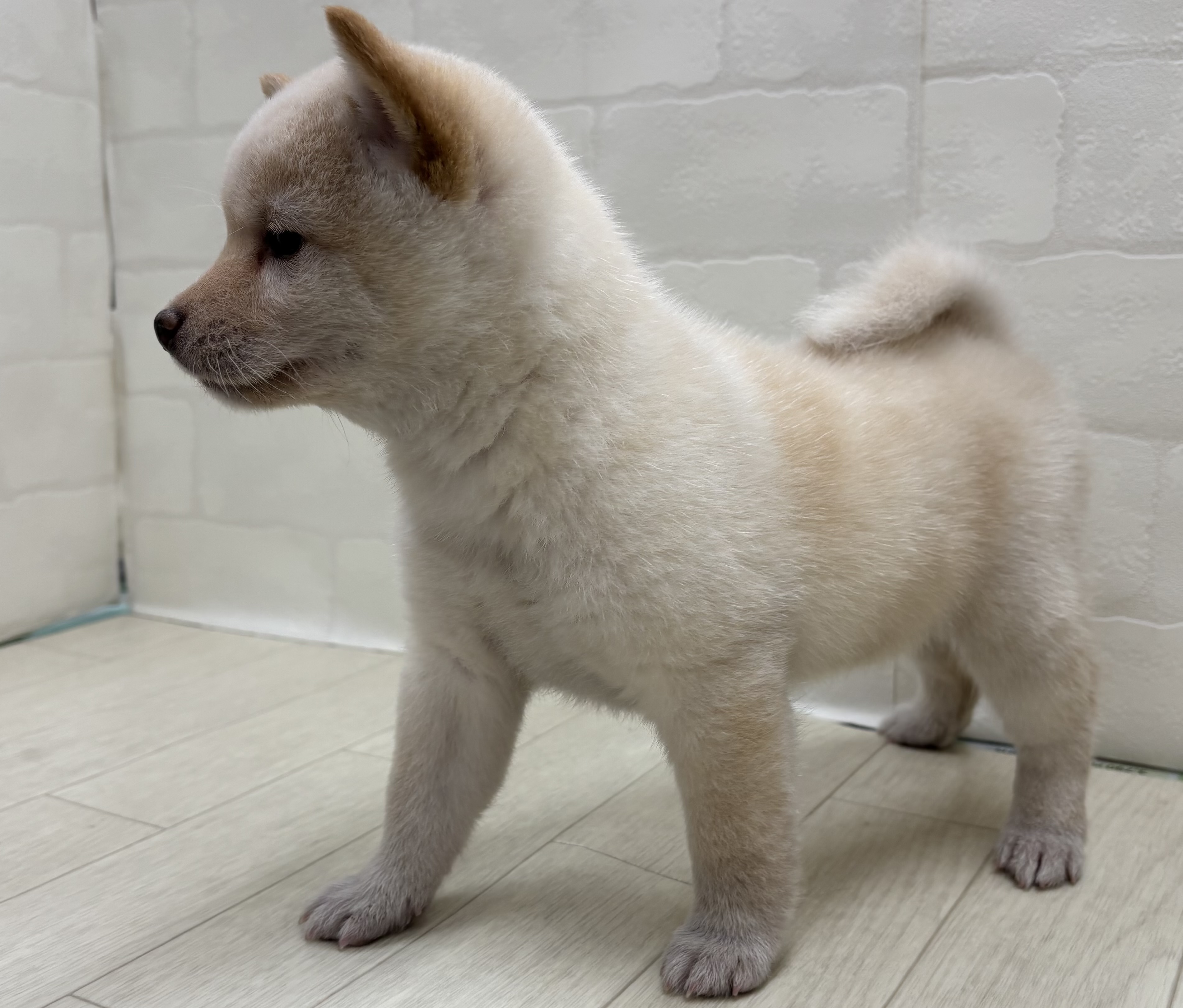 埼玉県の豆柴 (ペッツワン大利根店/2025年11月18日生まれ/女の子/白)の子犬の3枚目の画像