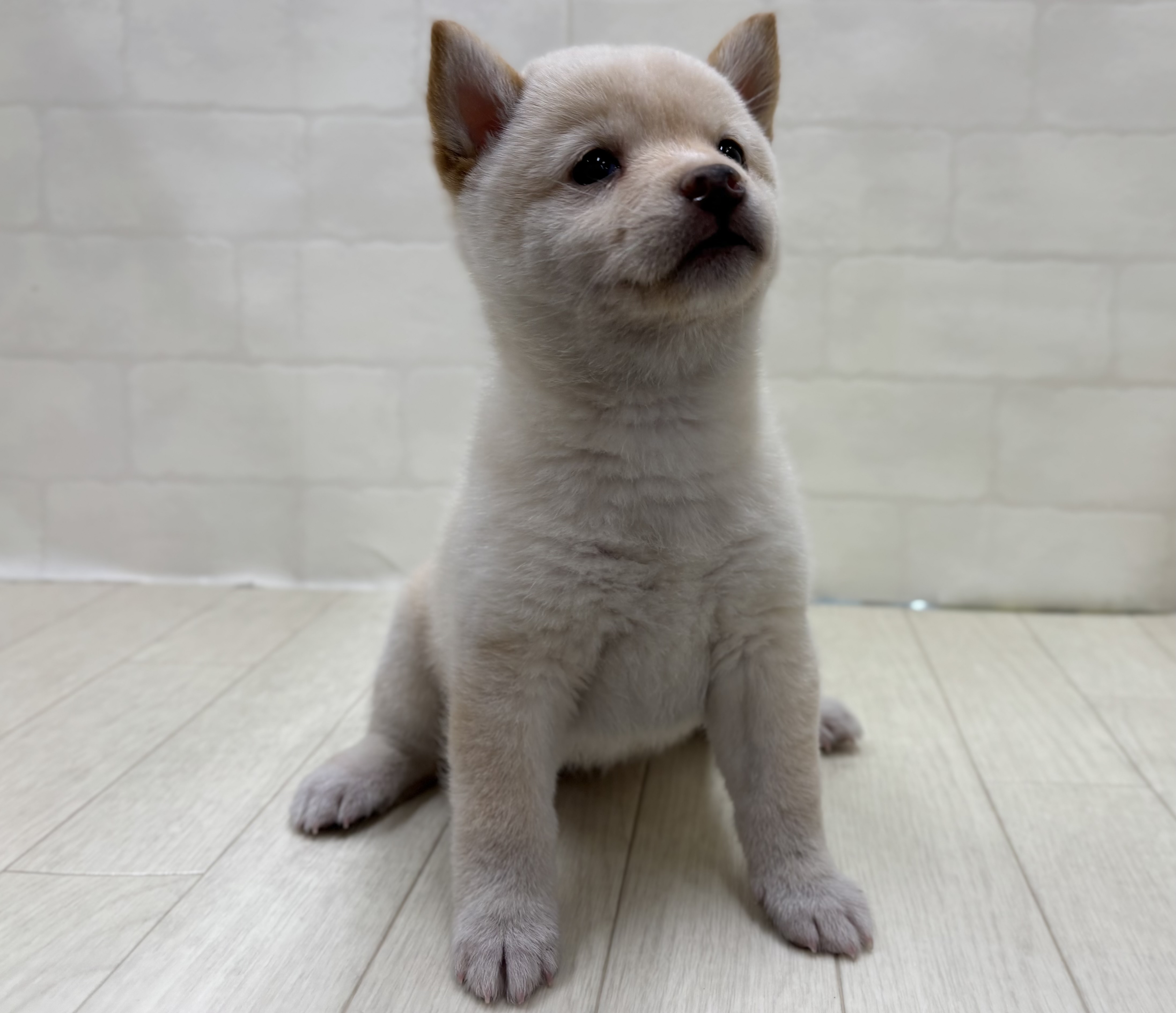 埼玉県の豆柴 (ペッツワン大利根店/2025年11月18日生まれ/女の子/白)の子犬の2枚目の画像