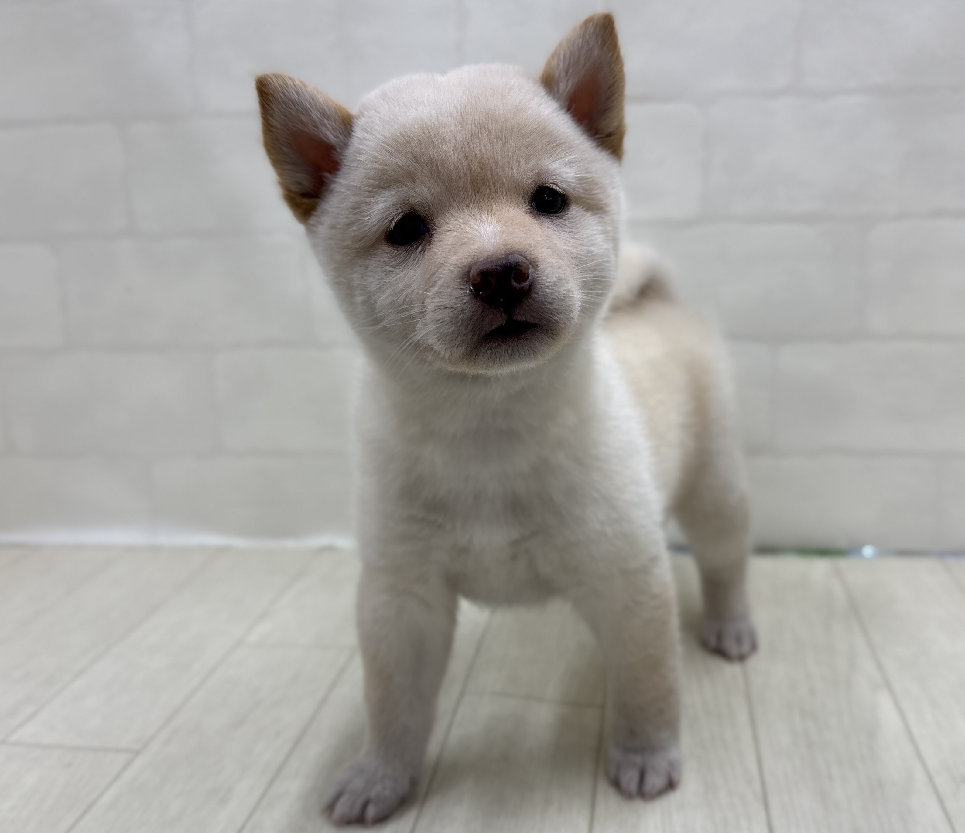 埼玉県の豆柴 (ペッツワン大利根店/2025年11月18日生まれ/女の子/白)の子犬の1枚目の画像