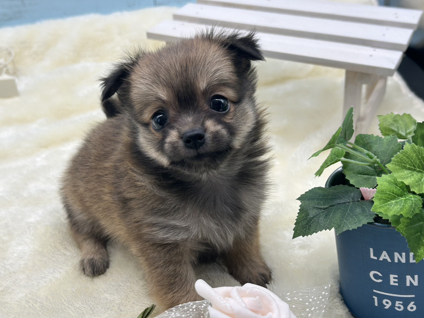 静岡県のハーフ犬・ミックス犬 (ペッツワン藤枝店/2025年8月31日生まれ/女の子/その他色)の子犬の2枚目の画像