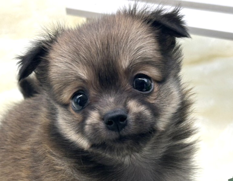 静岡県のハーフ犬・ミックス犬 (ペッツワン藤枝店/2025年8月31日生まれ/女の子/その他色)の子犬の1枚目の画像