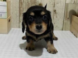 静岡県のミニチュアダックスフンド(ロング) (ペッツワン浜松都田テクノ店/2025年11月19日生まれ/女の子/ブラックタン)の子犬