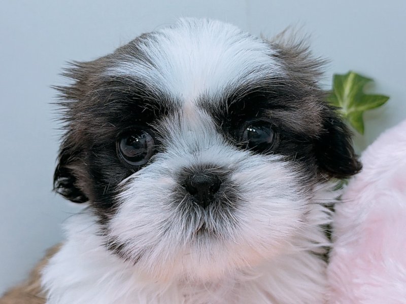 愛知県のシーズー (ペッツワン小牧店/2025年11月16日生まれ/女の子/その他色)の子犬