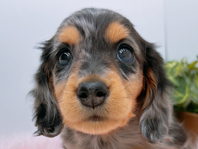 愛知県のミニチュアダックスフンド(ロング) (ペッツワン小牧店/2025年11月12日生まれ/男の子/その他色)の子犬