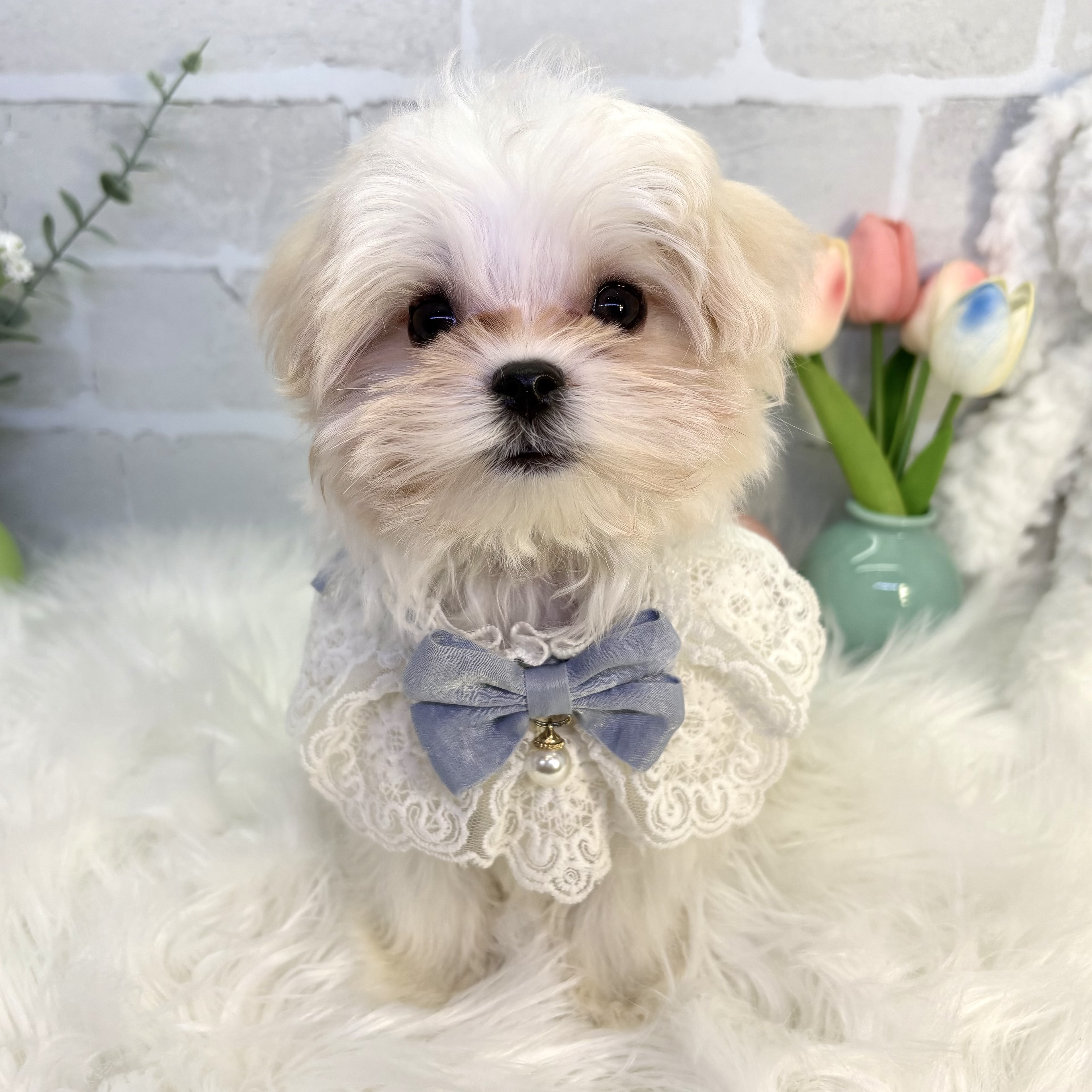 大阪府のマルチーズ (ペッツワン高槻店/2025年10月18日生まれ/男の子/ホワイト)の子犬