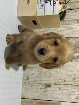 静岡県のミニチュアダックスフンド(ロング) (ペッツワン浜松都田テクノ店/2025年11月19日生まれ/男の子/ゴールド)の子犬