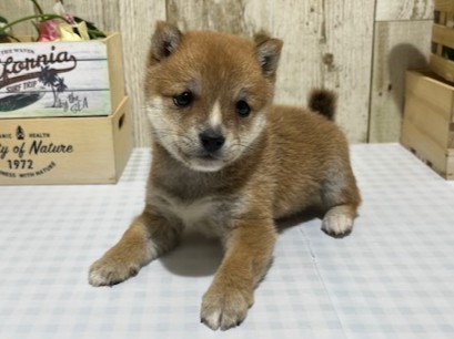 静岡県の豆柴 (ペッツワン浜松都田テクノ店/2025年11月15日生まれ/男の子/赤)の子犬