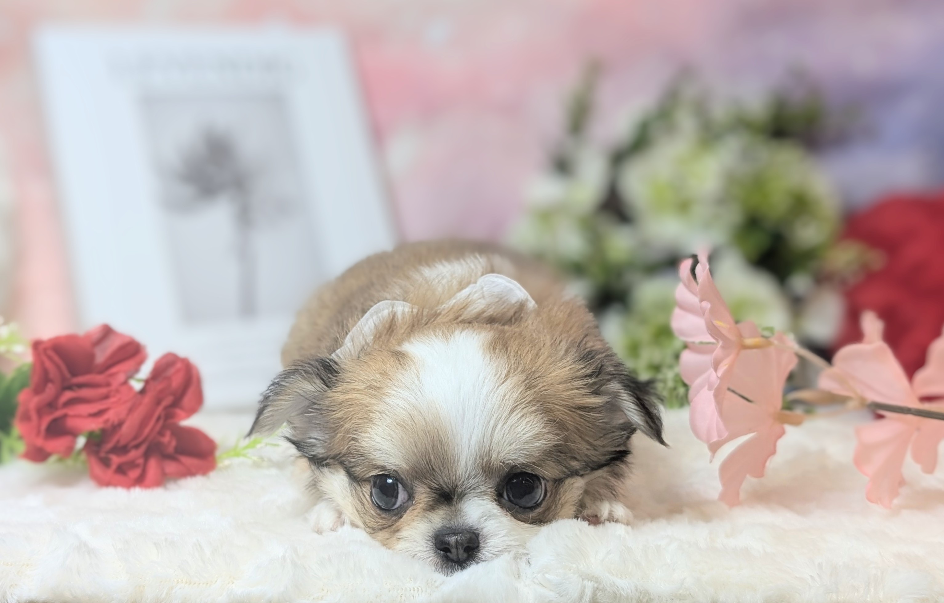 兵庫県のチワワ(ロング) (ペッツワン神戸西神南店/2025年11月26日生まれ/男の子/レッドホワイト)の子犬の3枚目の画像