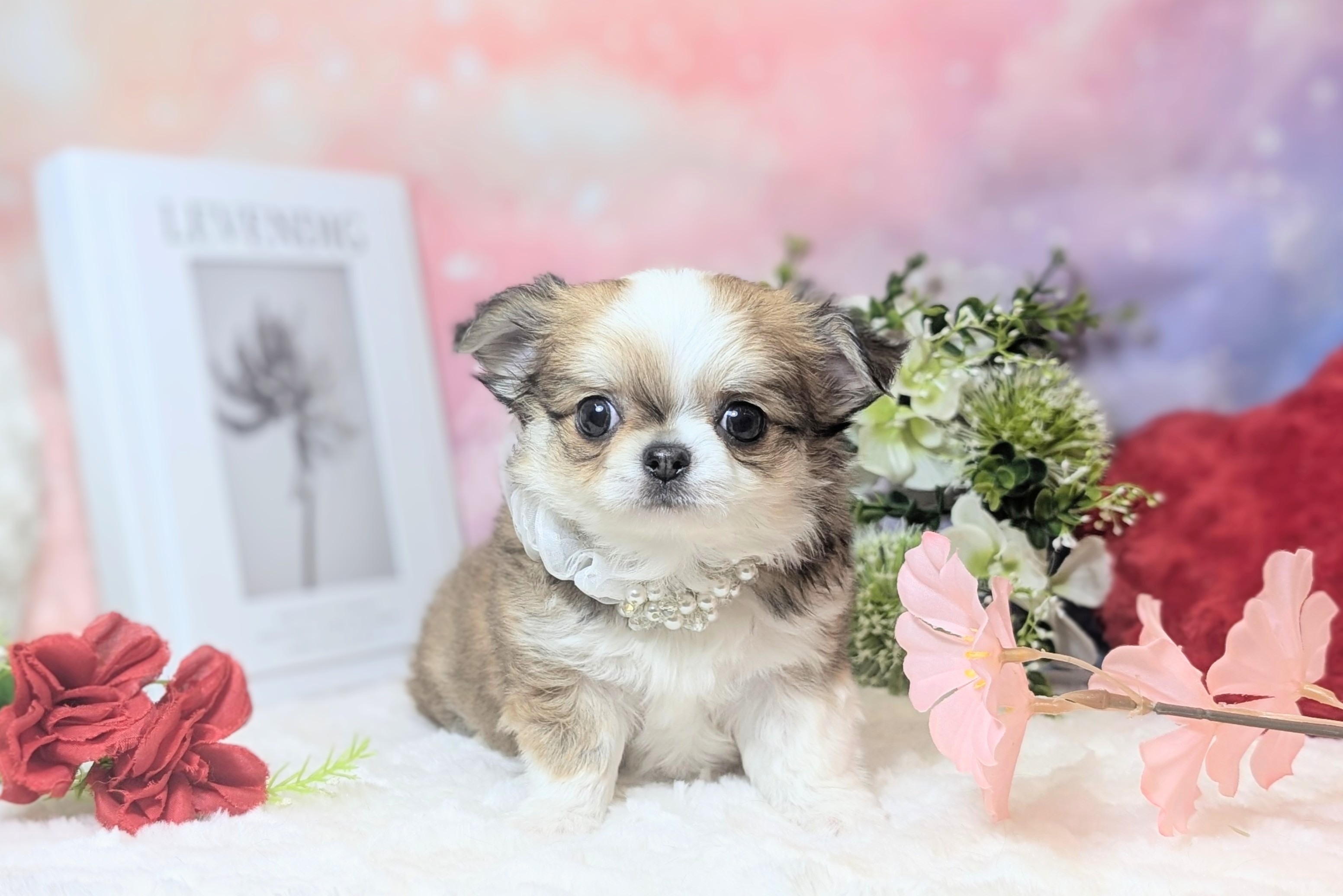 兵庫県のチワワ(ロング) (ペッツワン神戸西神南店/2025年11月26日生まれ/男の子/レッドホワイト)の子犬の1枚目の画像