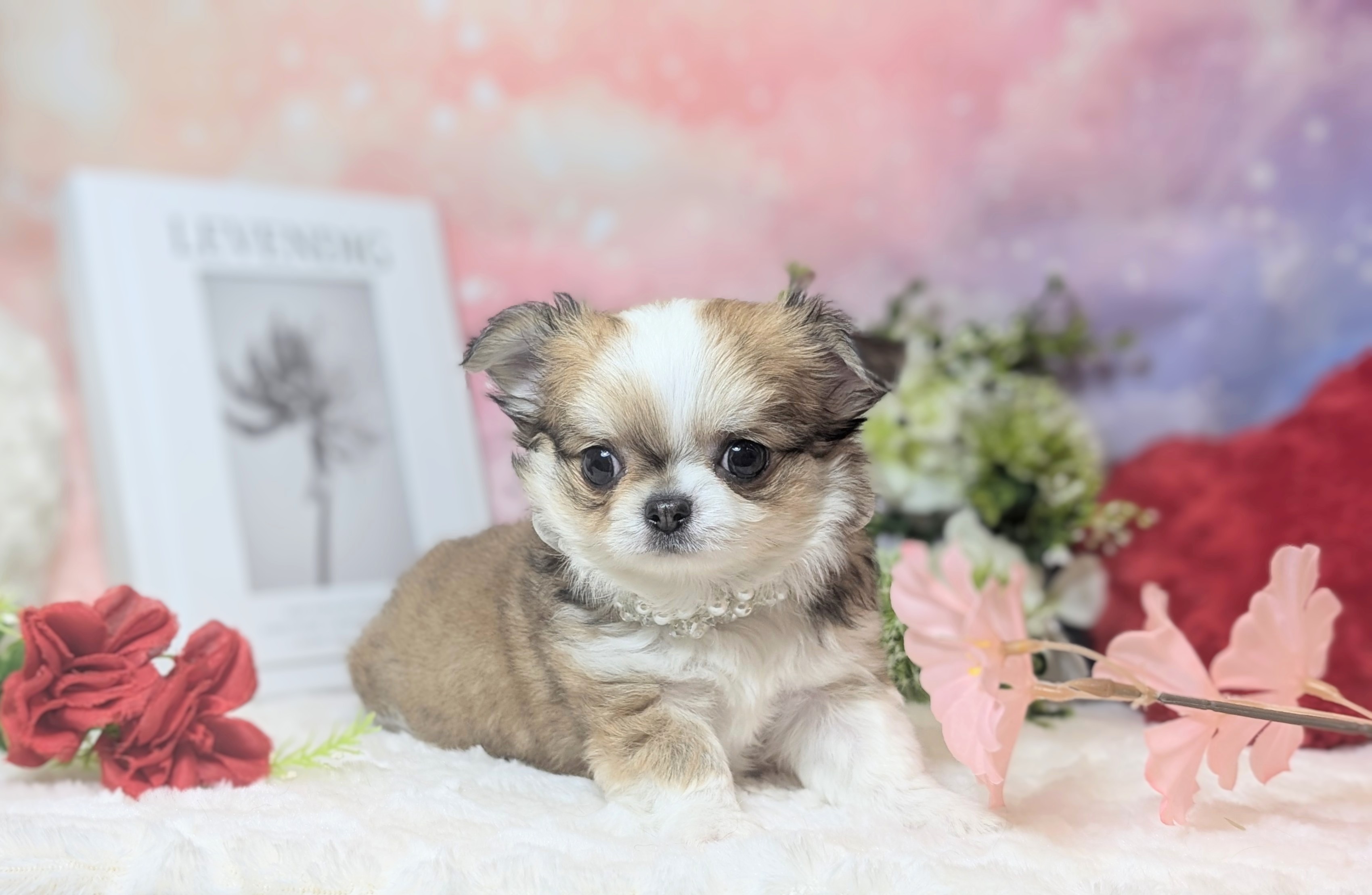 兵庫県のチワワ(ロング) (ペッツワン神戸西神南店/2025年11月26日生まれ/男の子/レッドホワイト)の子犬の2枚目の画像