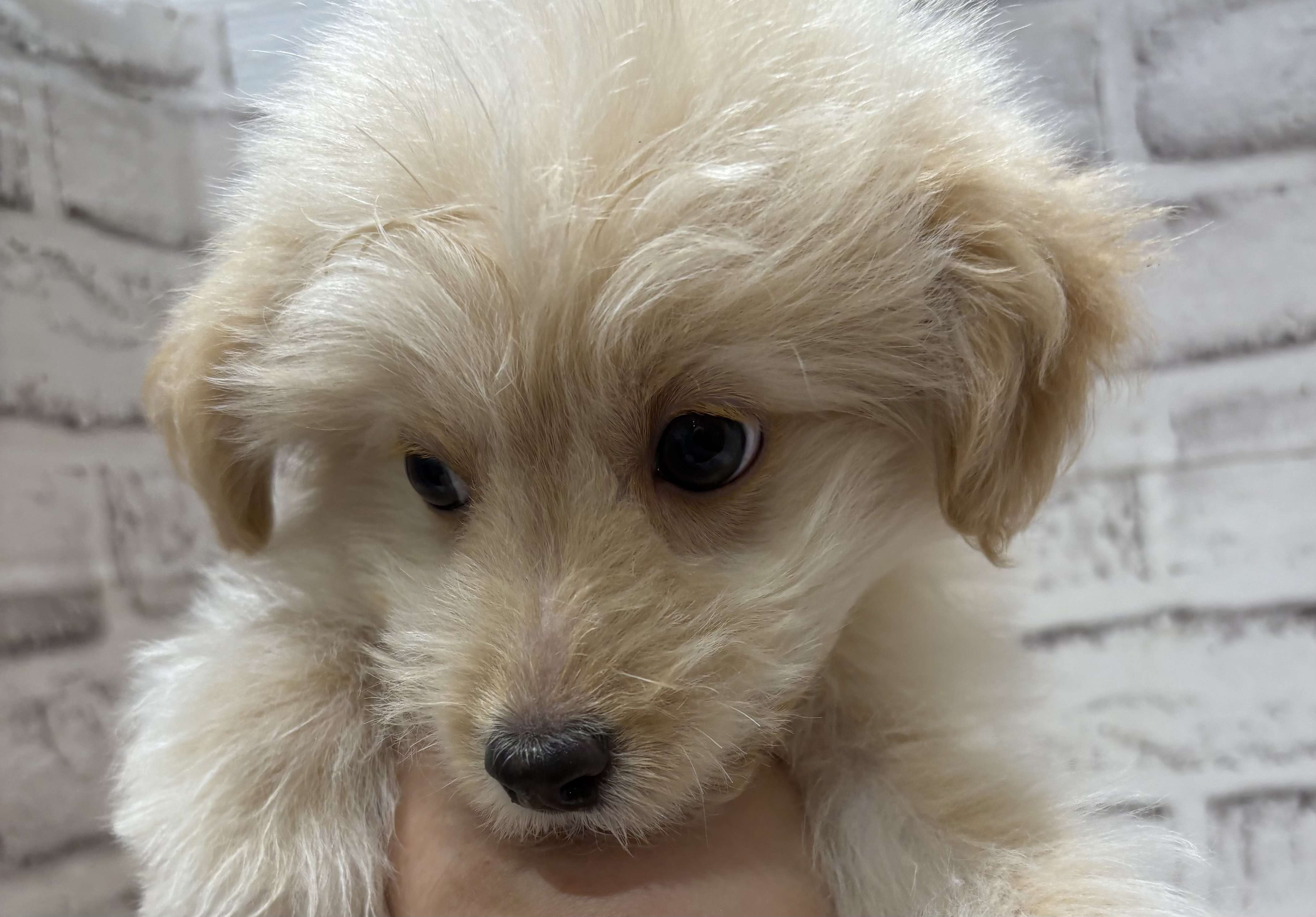 宮城県のハーフ犬・ミックス犬 (ペッツワン古川店/2025年10月16日生まれ/男の子/クリーム)の子犬