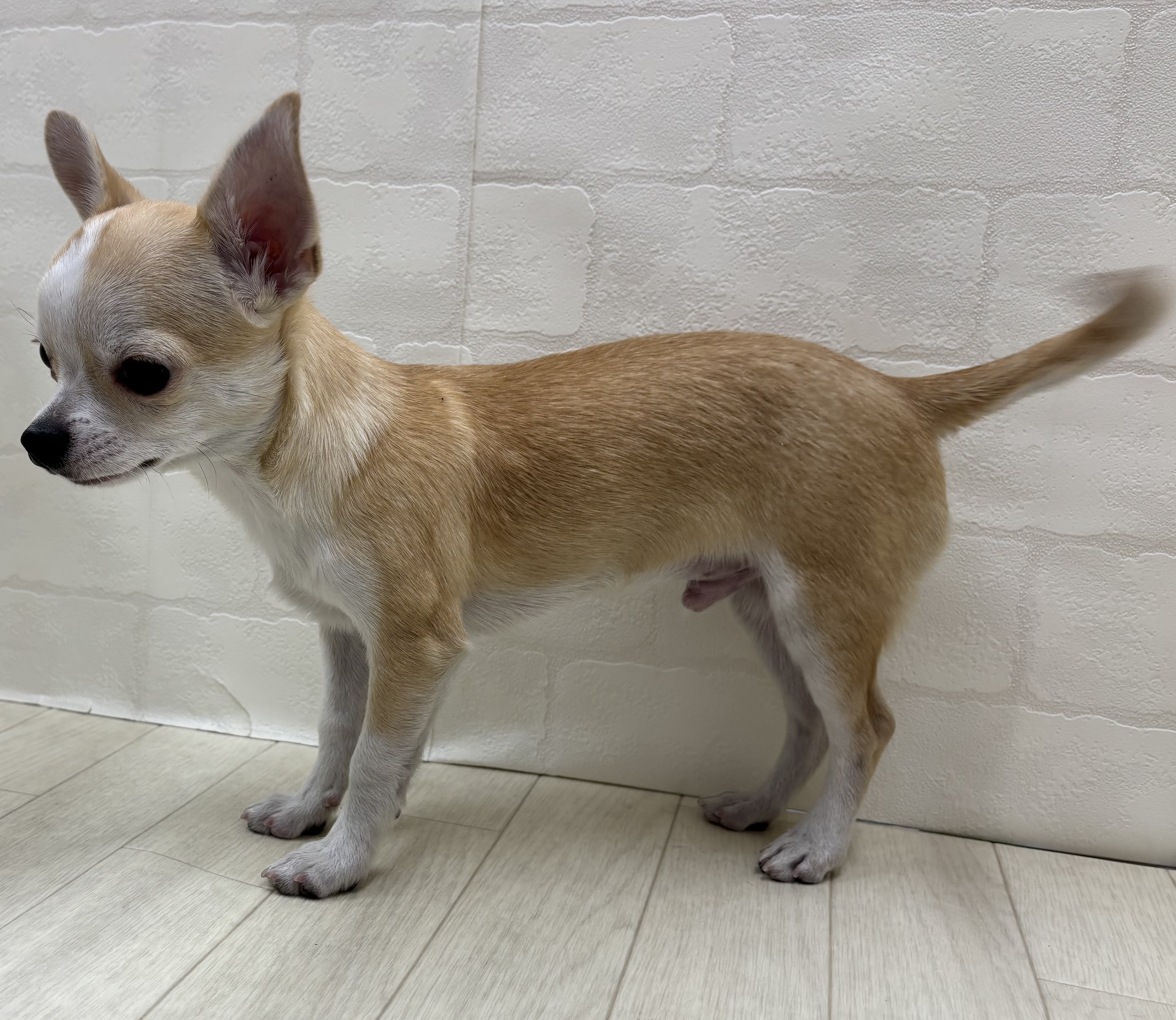 埼玉県のチワワ(ロング) (ペッツワン大利根店/2025年8月17日生まれ/男の子/フォーンホワイト)の子犬の3枚目の画像