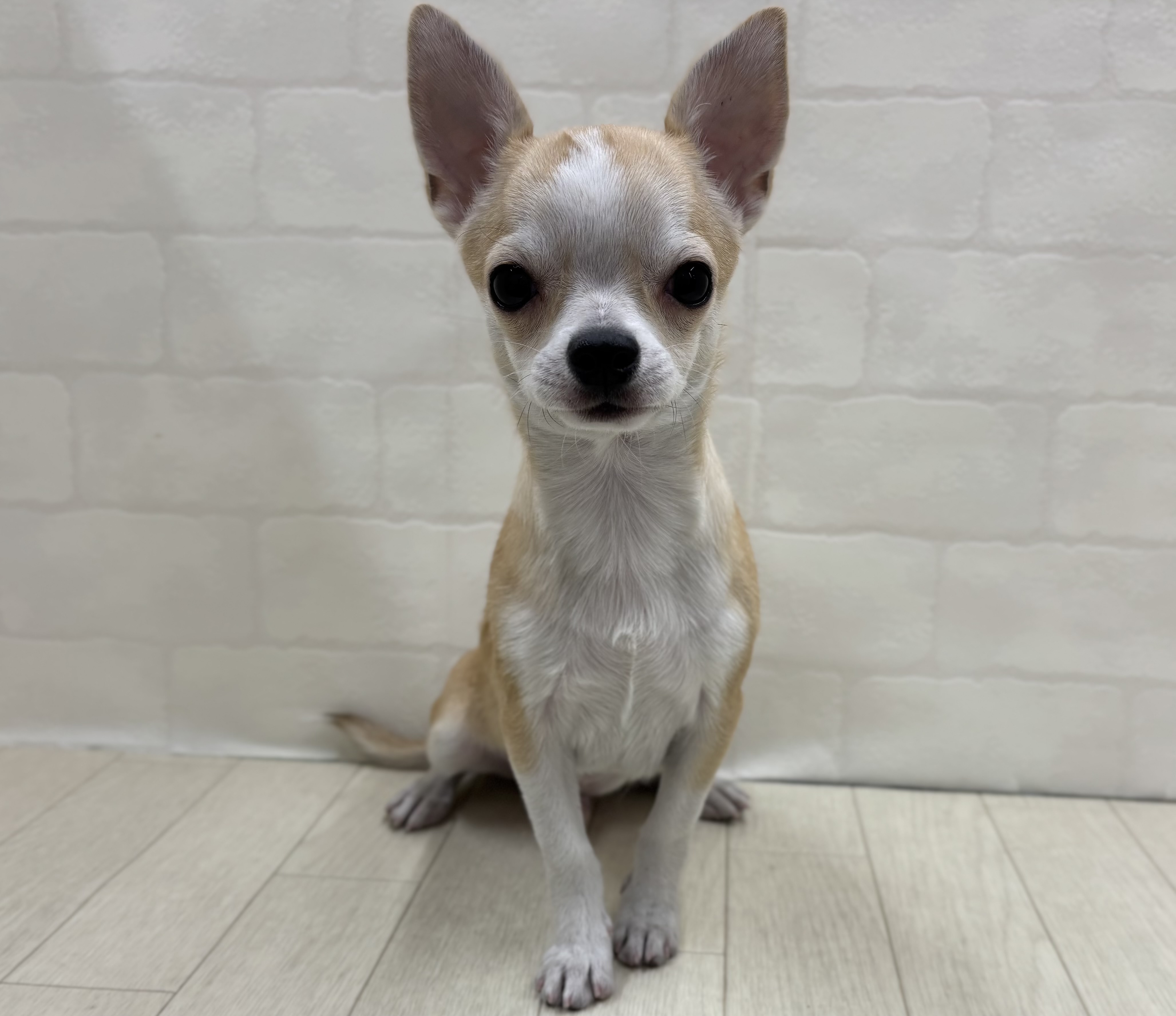 埼玉県のチワワ(ロング) (ペッツワン大利根店/2025年8月17日生まれ/男の子/フォーンホワイト)の子犬の1枚目の画像