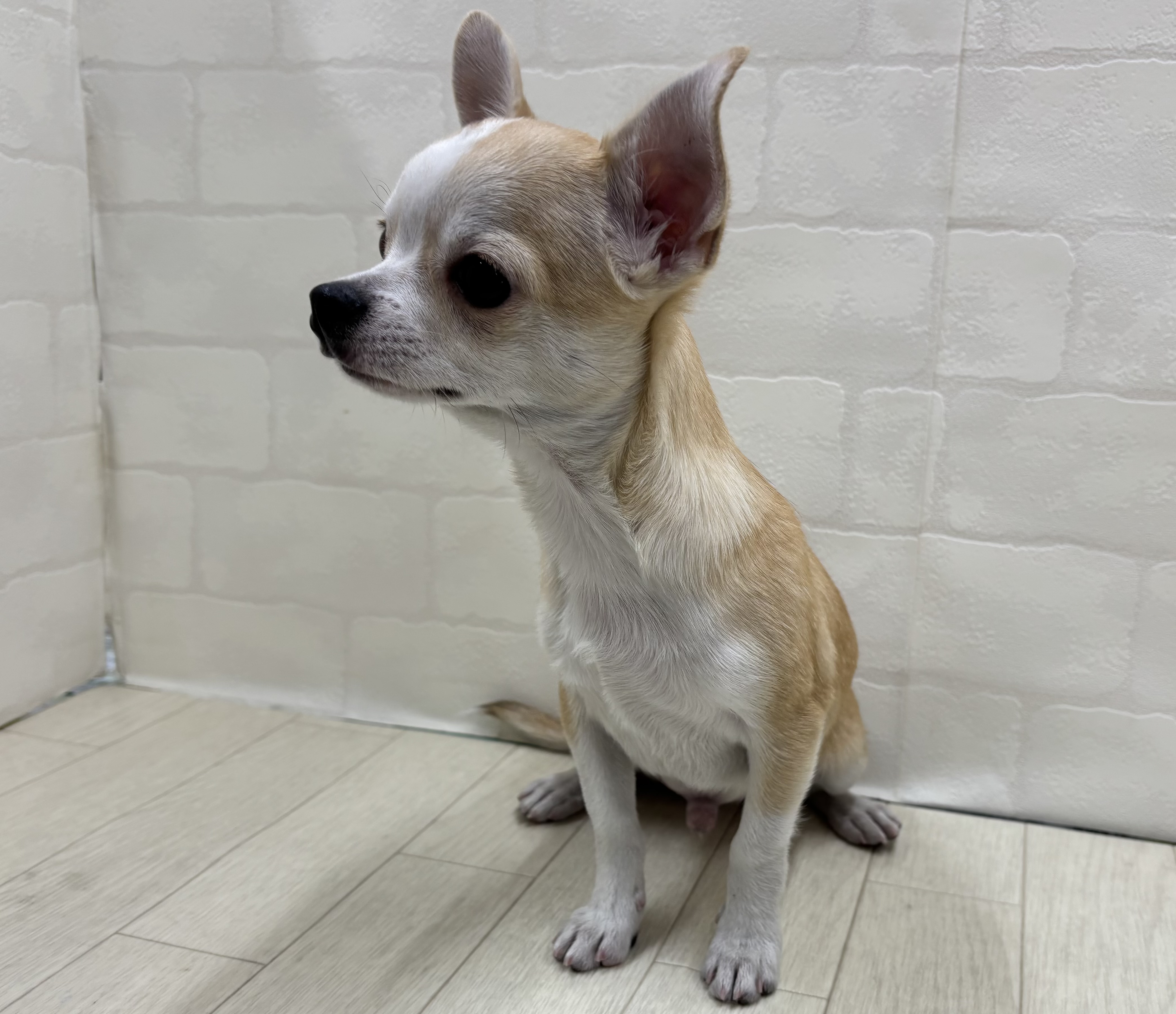 埼玉県のチワワ(ロング) (ペッツワン大利根店/2025年8月17日生まれ/男の子/フォーンホワイト)の子犬の2枚目の画像