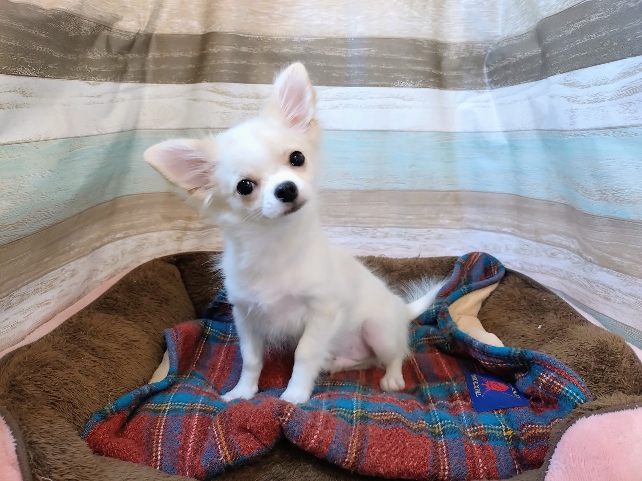群馬県のチワワ(ロング) (ペッツワン青柳店/2025年8月24日生まれ/男の子/クリーム)の子犬の2枚目の画像