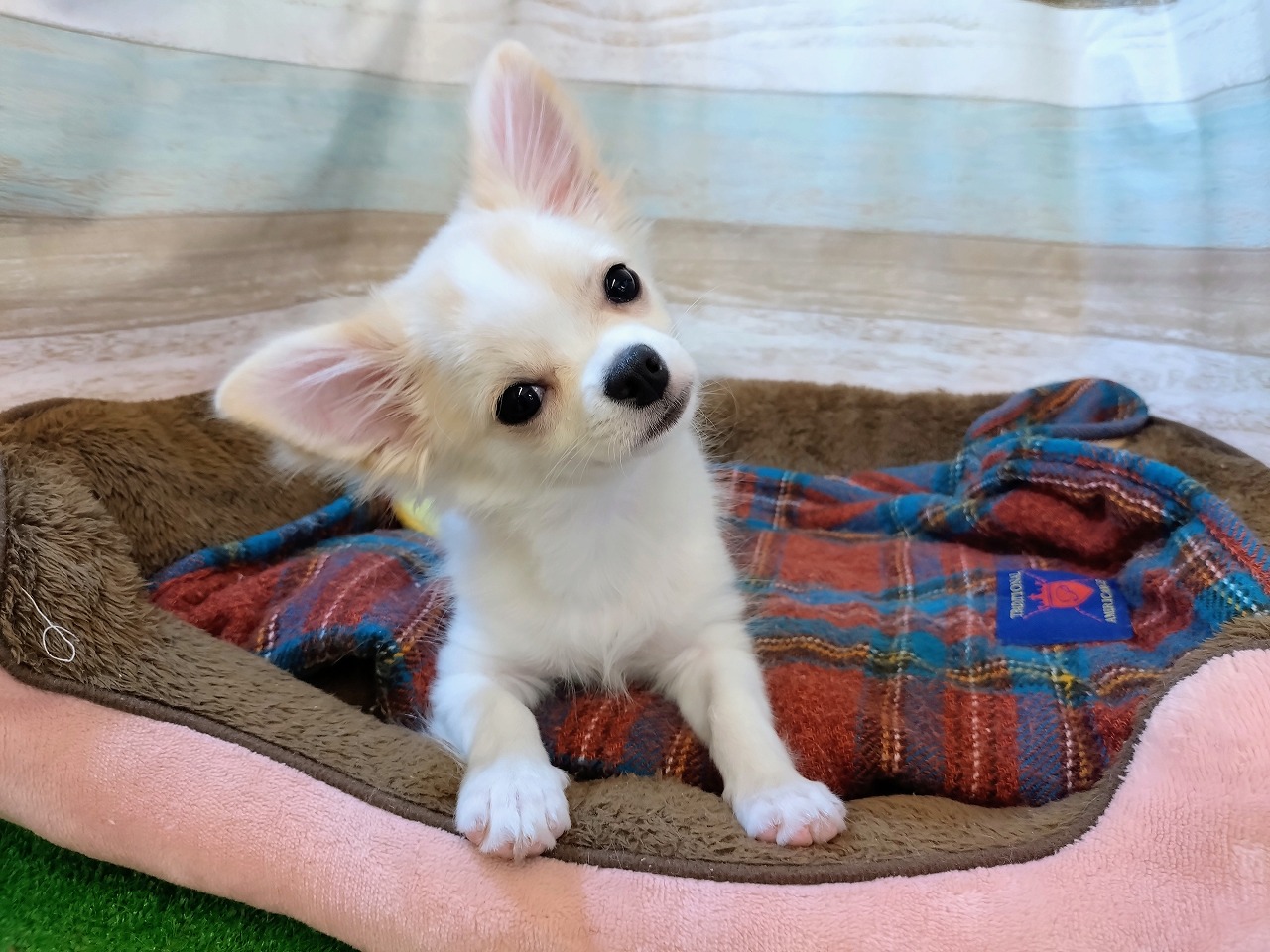 群馬県のチワワ(ロング) (ペッツワン青柳店/2025年8月24日生まれ/男の子/クリーム)の子犬の1枚目の画像