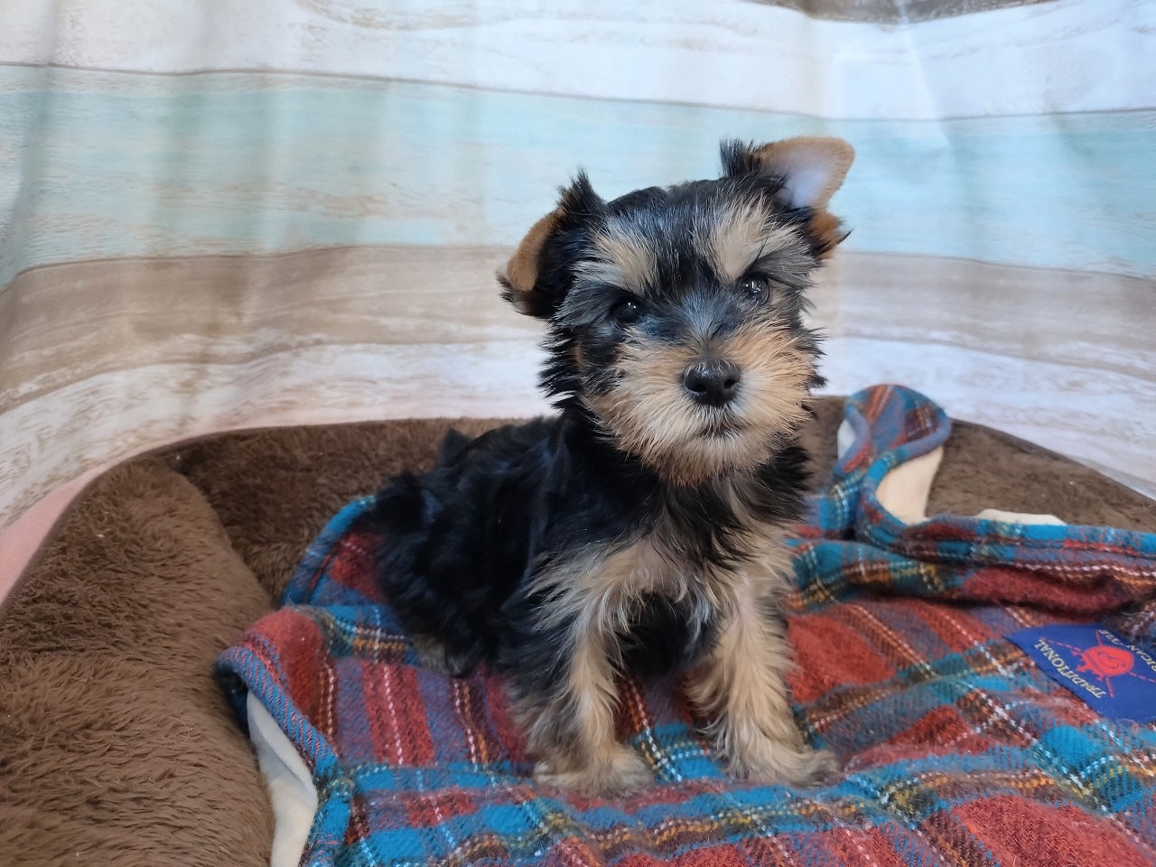群馬県のヨークシャーテリア (ペッツワン青柳店/2025年11月10日生まれ/男の子/スチールブルータン)の子犬の1枚目の画像