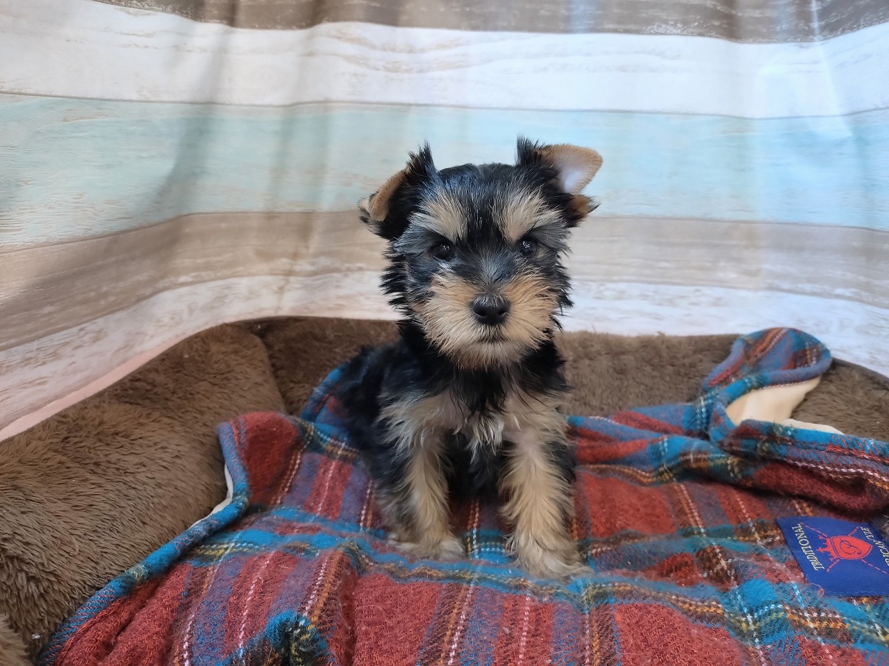 群馬県のヨークシャーテリア (ペッツワン青柳店/2025年11月10日生まれ/男の子/スチールブルータン)の子犬の2枚目の画像
