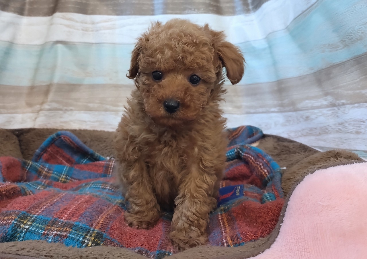 群馬県のトイプードル(トイ) (ペッツワン青柳店/2025年11月7日生まれ/男の子/レッド)の子犬の1枚目の画像