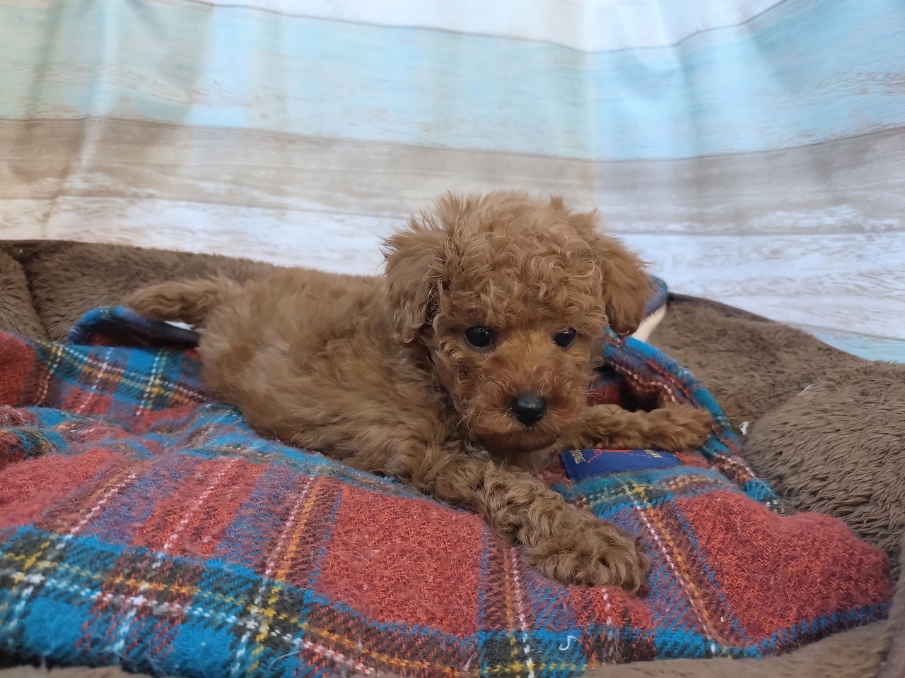 群馬県のトイプードル(トイ) (ペッツワン青柳店/2025年11月7日生まれ/男の子/レッド)の子犬の2枚目の画像