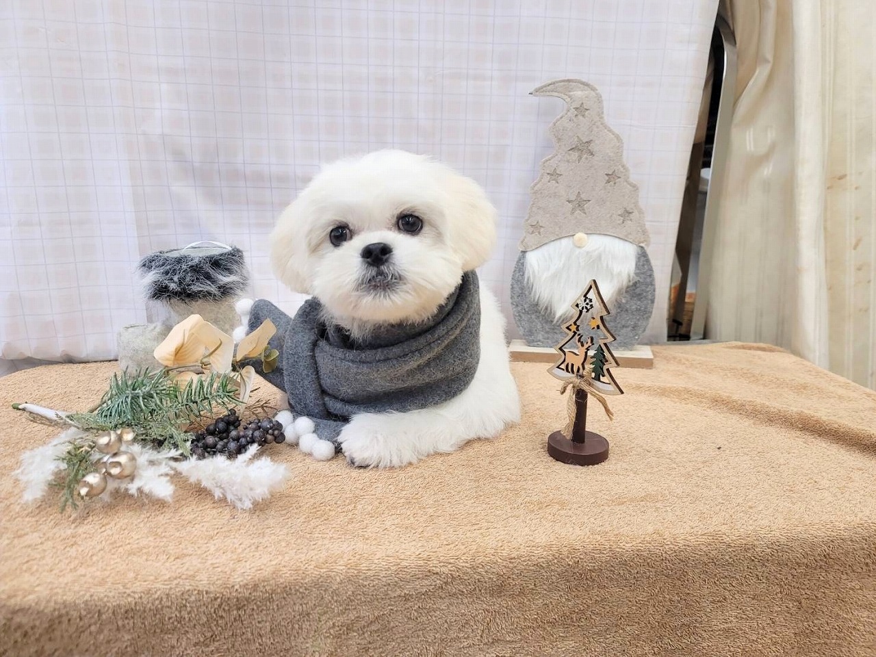 群馬県のハーフ犬・ミックス犬 (ペッツワン青柳店/2025年9月2日生まれ/男の子/ホワイト)の子犬の3枚目の画像