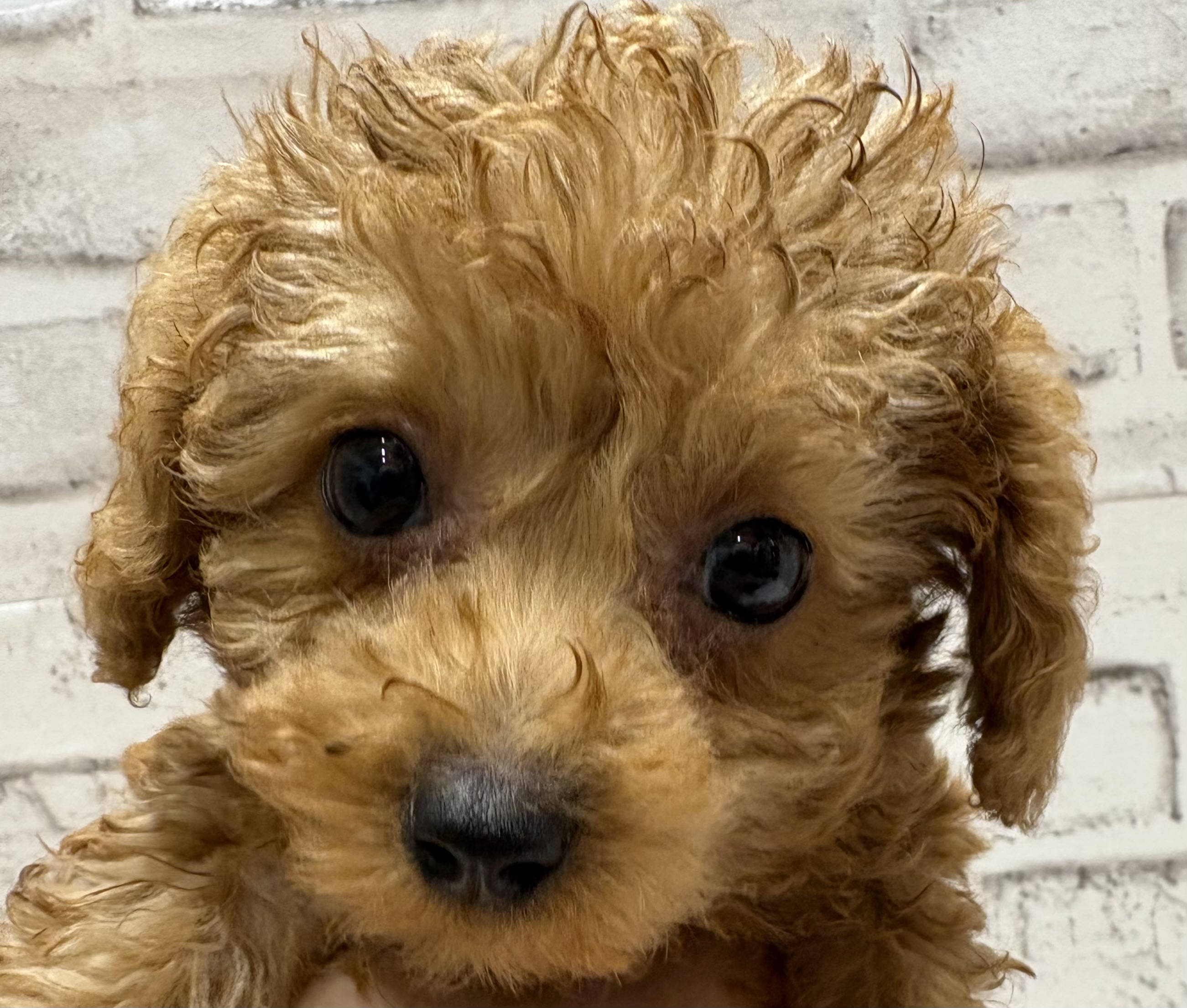 宮城県のハーフ犬・ミックス犬 (ペッツワン古川店/2025年10月23日生まれ/女の子/レッド)の子犬