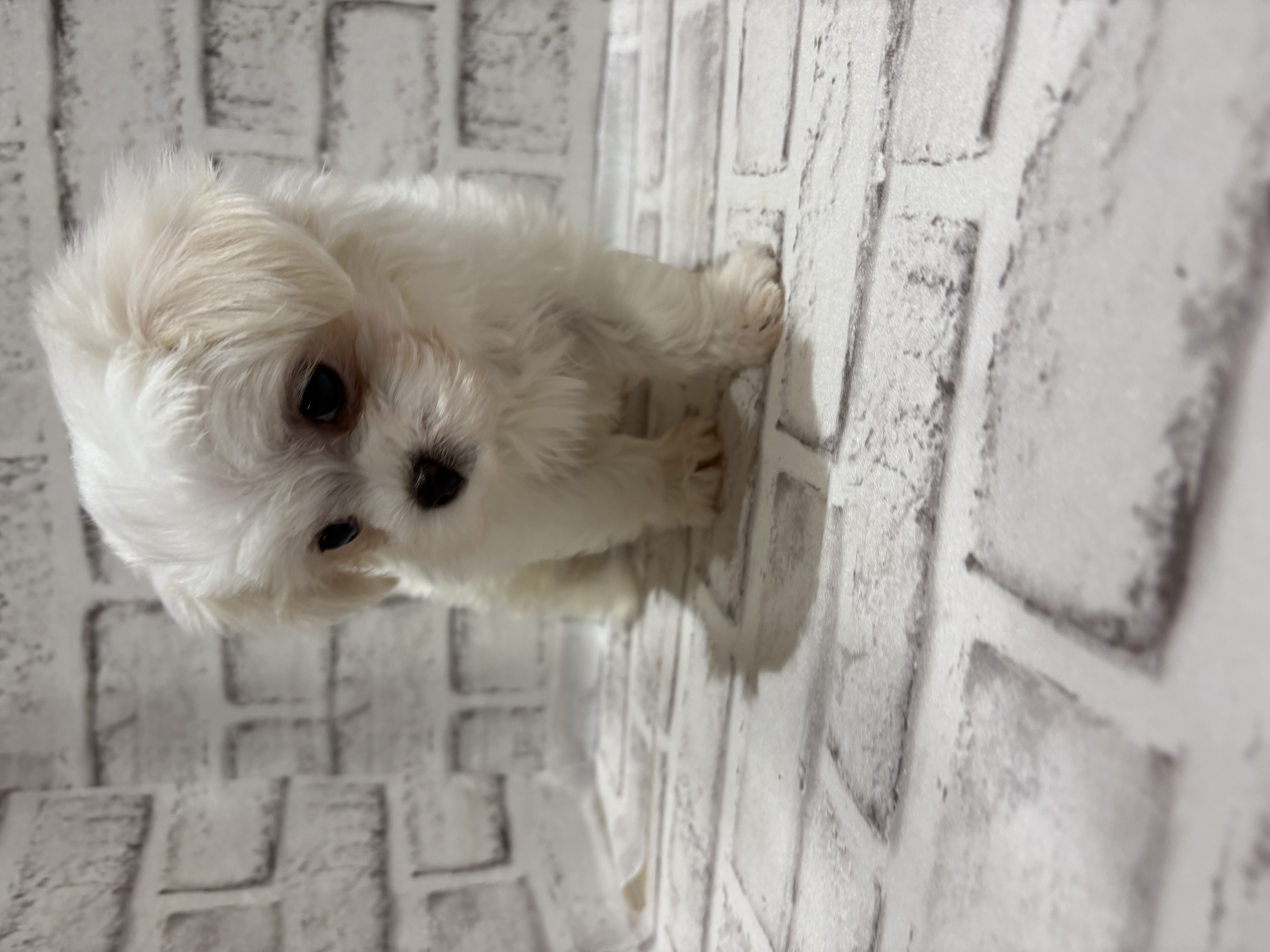 宮城県のハーフ犬・ミックス犬 (ペッツワン古川店/2025年11月5日生まれ/女の子/ホワイト)の子犬