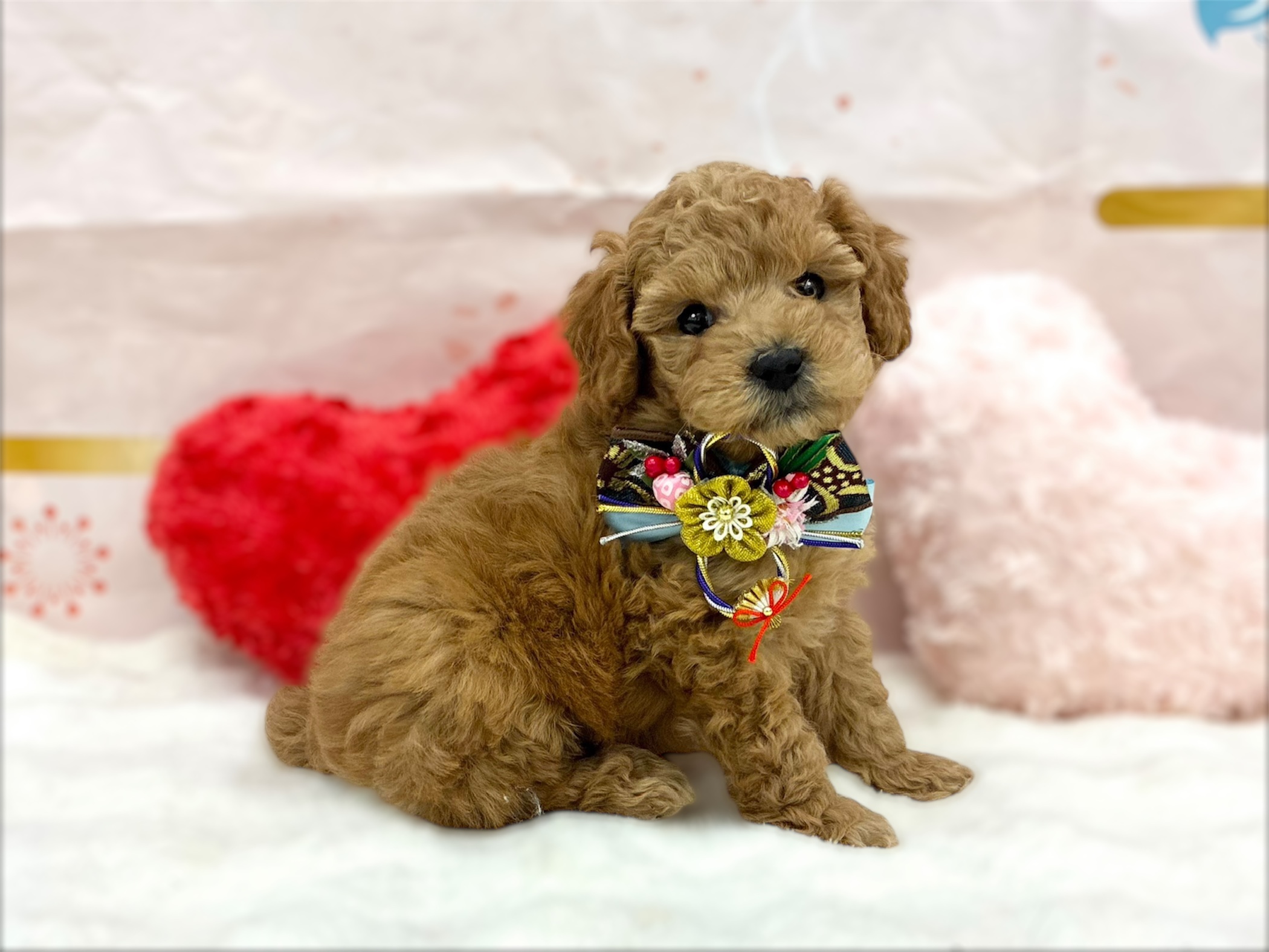 兵庫県のトイプードル(トイ) (ペッツワン神戸深江浜店/2025年11月6日生まれ/男の子/オレンジフォーン)の子犬の1枚目の画像