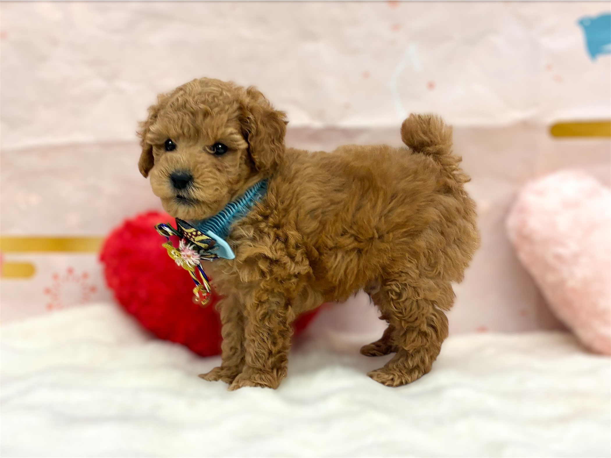 兵庫県のトイプードル(トイ) (ペッツワン神戸深江浜店/2025年11月6日生まれ/男の子/オレンジフォーン)の子犬の2枚目の画像