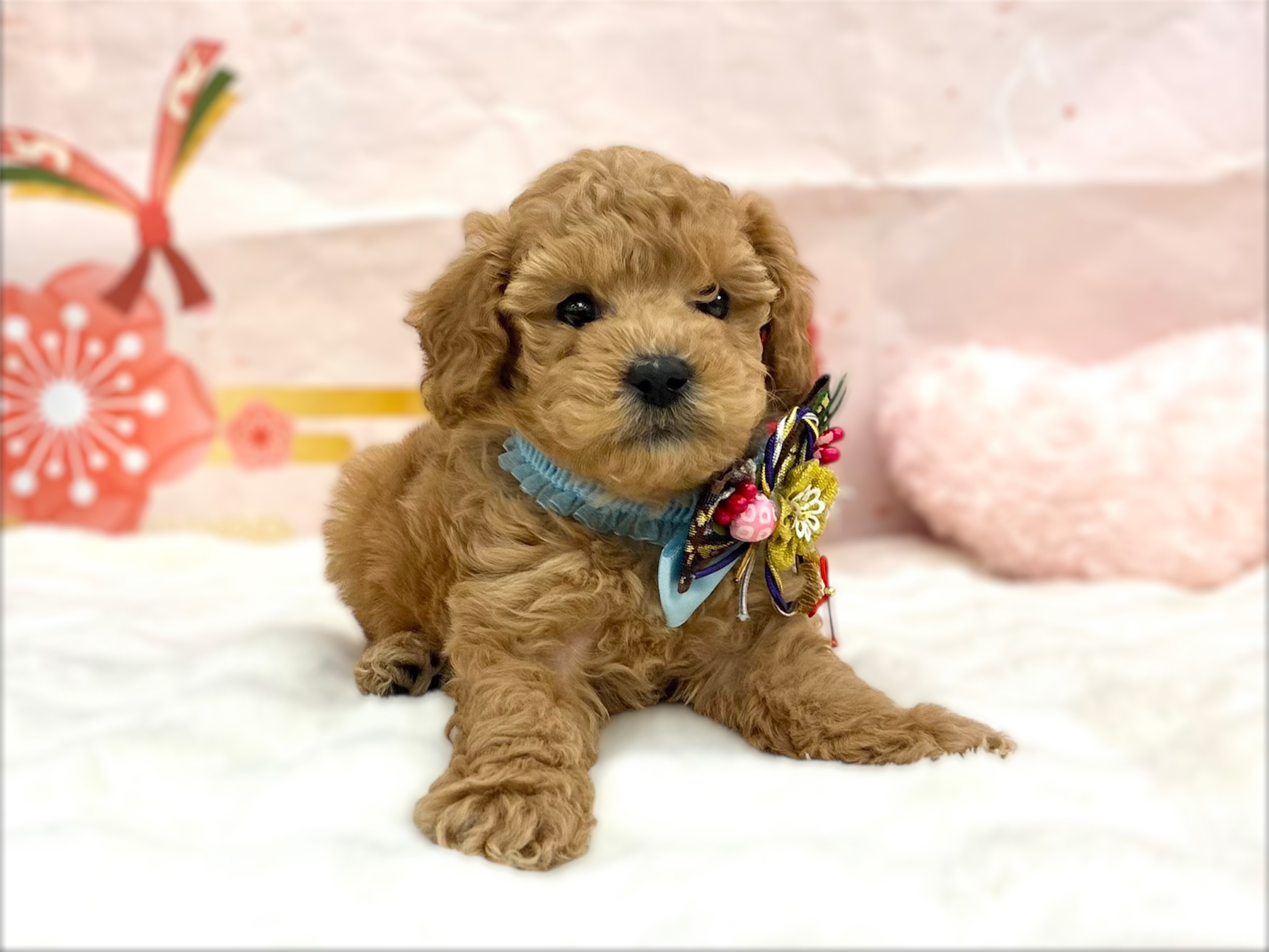 兵庫県のトイプードル(トイ) (ペッツワン神戸深江浜店/2025年11月6日生まれ/男の子/オレンジフォーン)の子犬の3枚目の画像