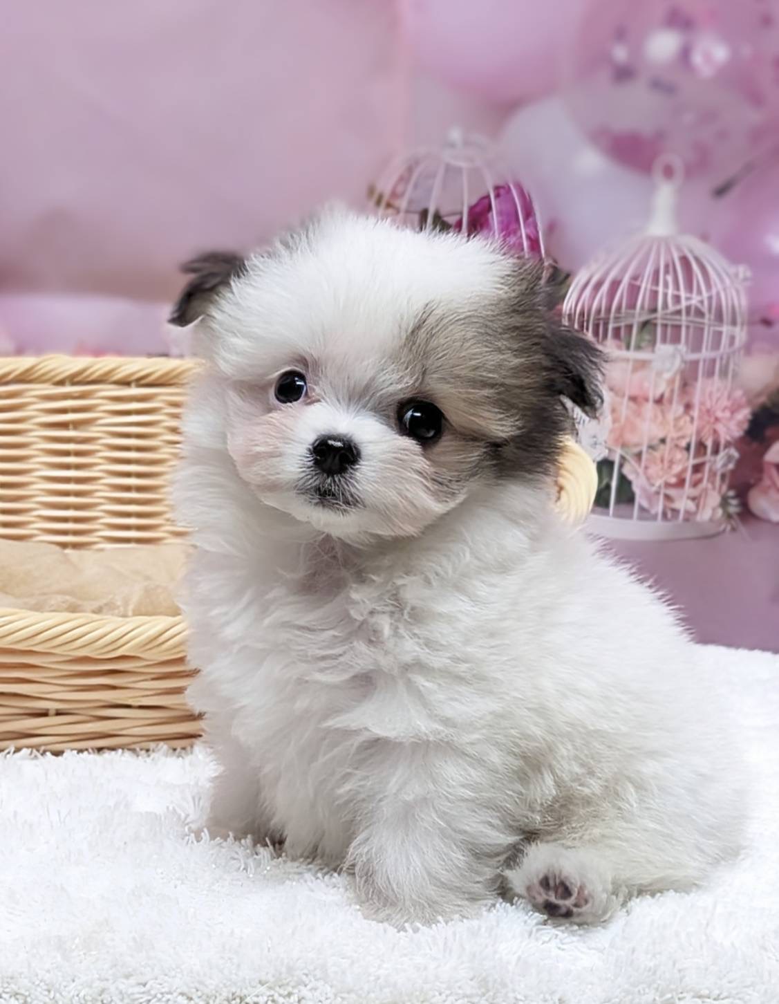 岡山県のハーフ犬・ミックス犬 (ペッツワンFC津山店/2025年11月12日生まれ/男の子/ホワイトブラウン)の子犬