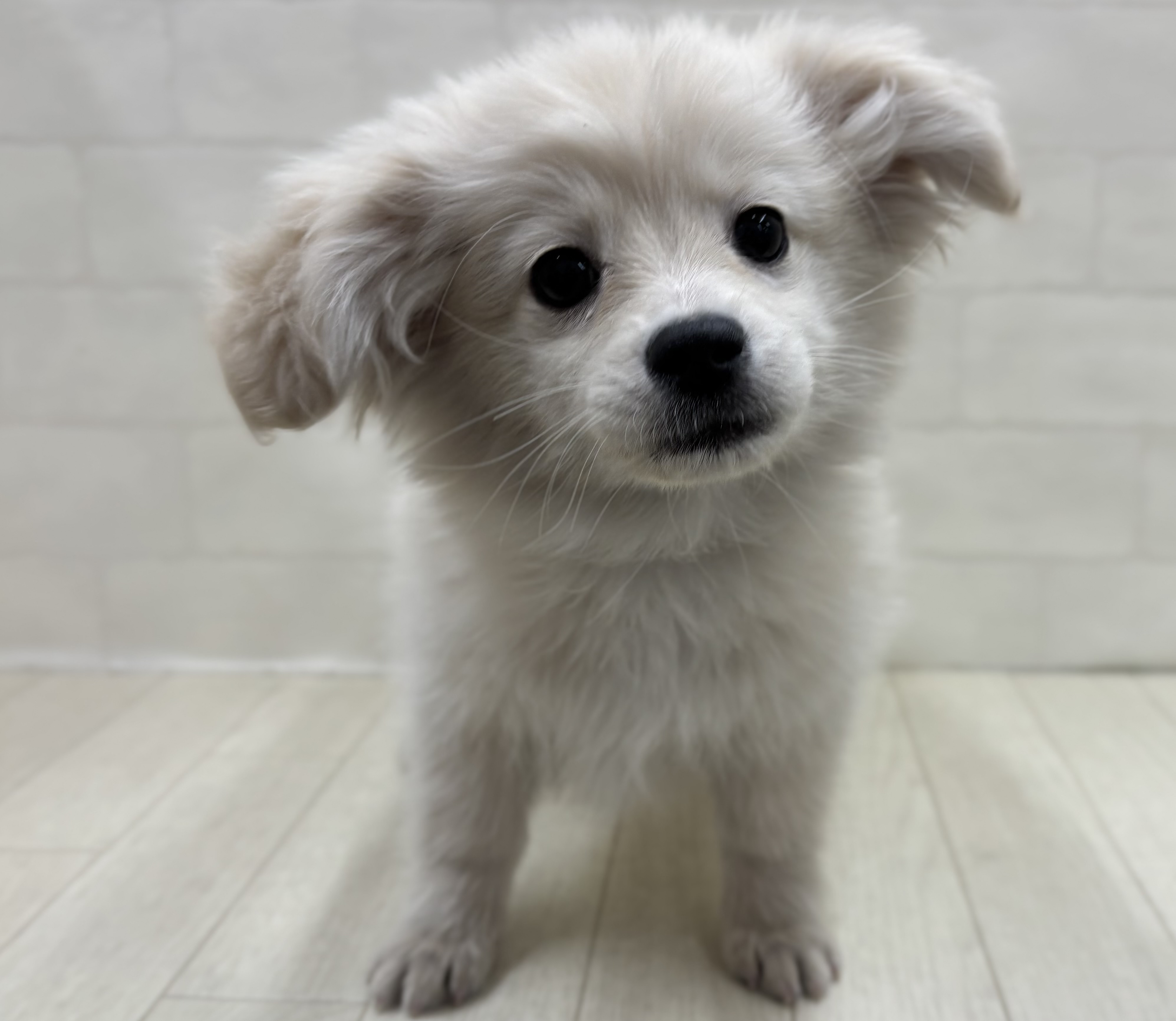 埼玉県のハーフ犬・ミックス犬 (ペッツワン大利根店/2025年9月23日生まれ/女の子/オレンジ)の子犬の1枚目の画像