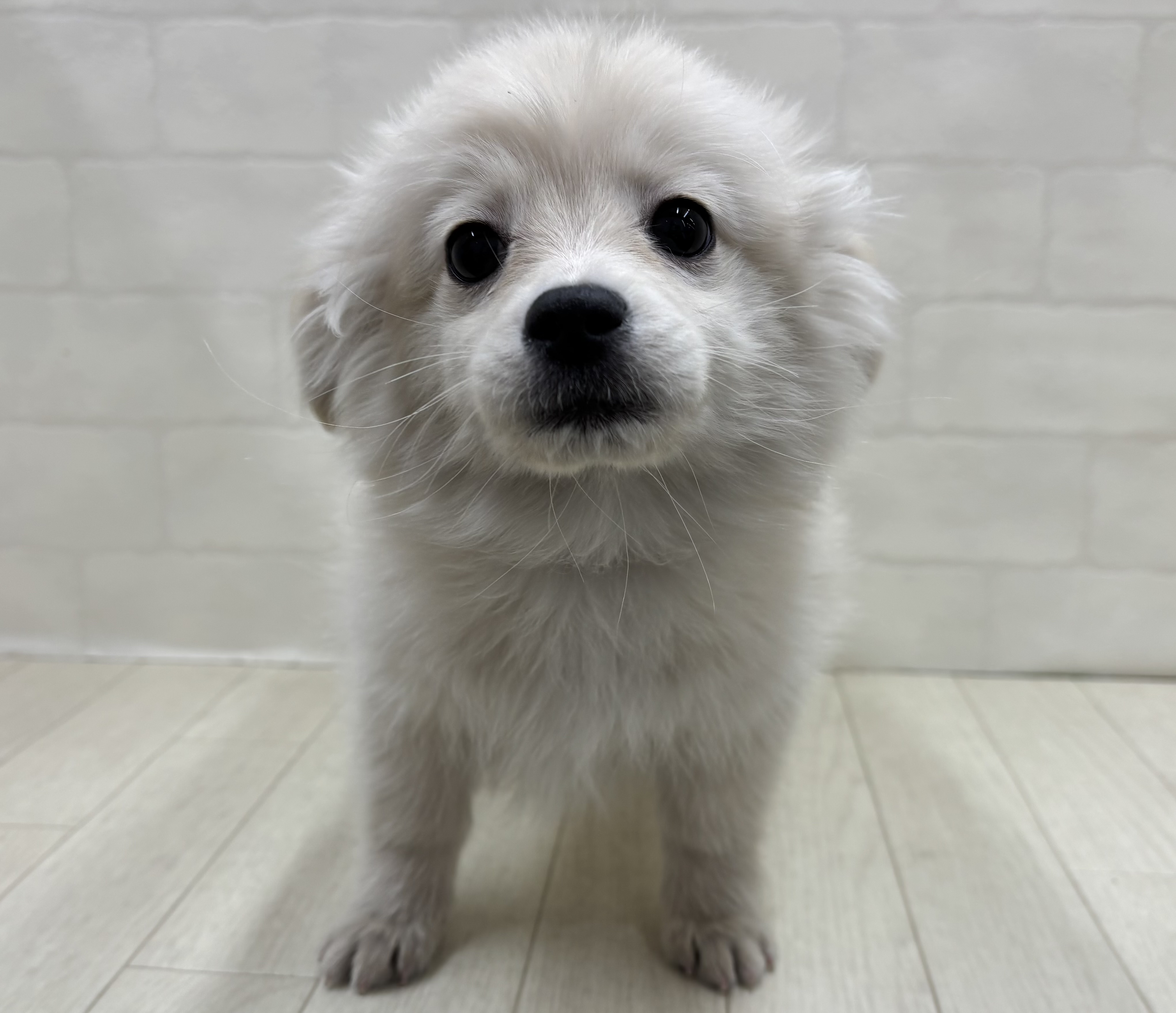 埼玉県のハーフ犬・ミックス犬 (ペッツワン大利根店/2025年9月23日生まれ/女の子/オレンジ)の子犬の2枚目の画像