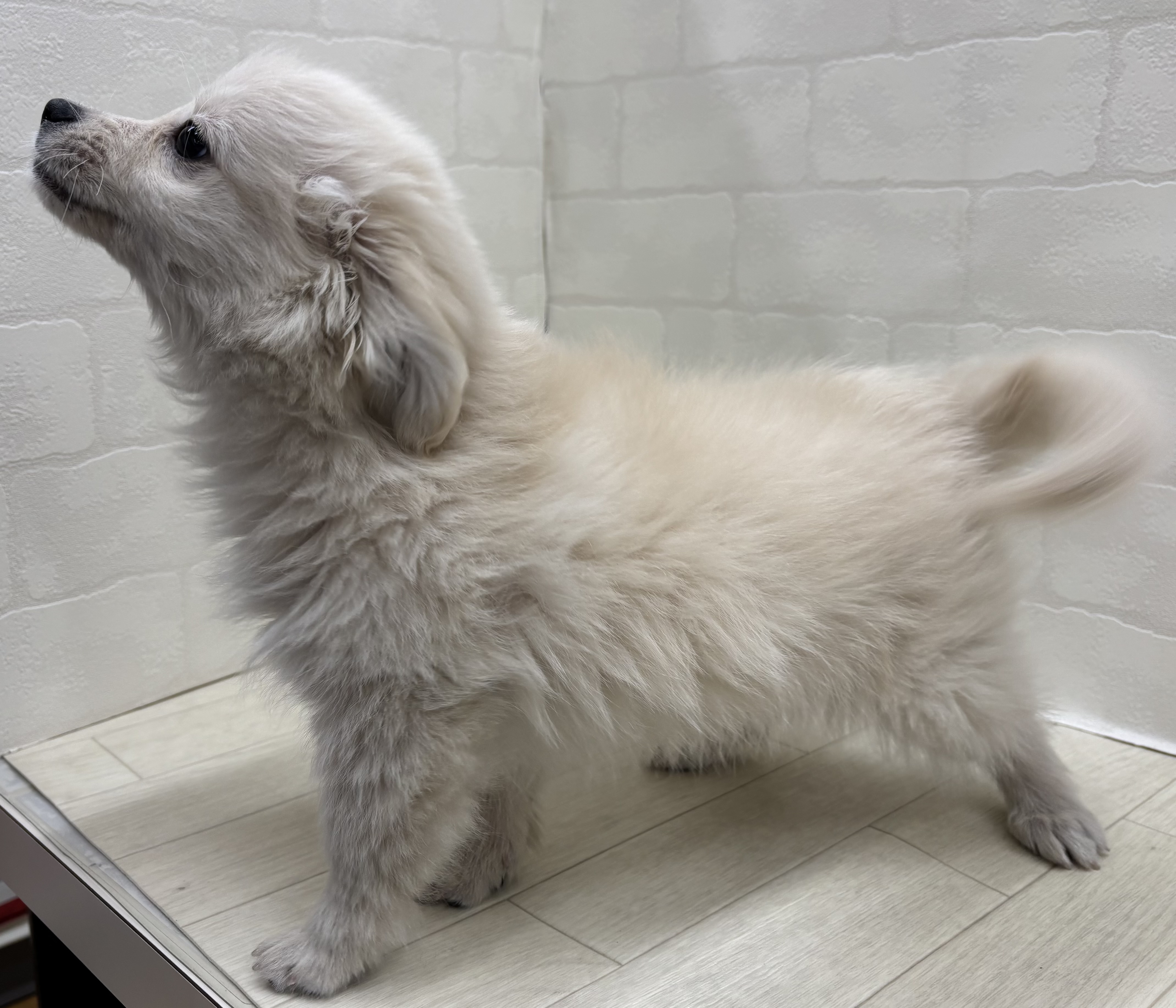 埼玉県のハーフ犬・ミックス犬 (ペッツワン大利根店/2025年9月23日生まれ/女の子/オレンジ)の子犬の3枚目の画像