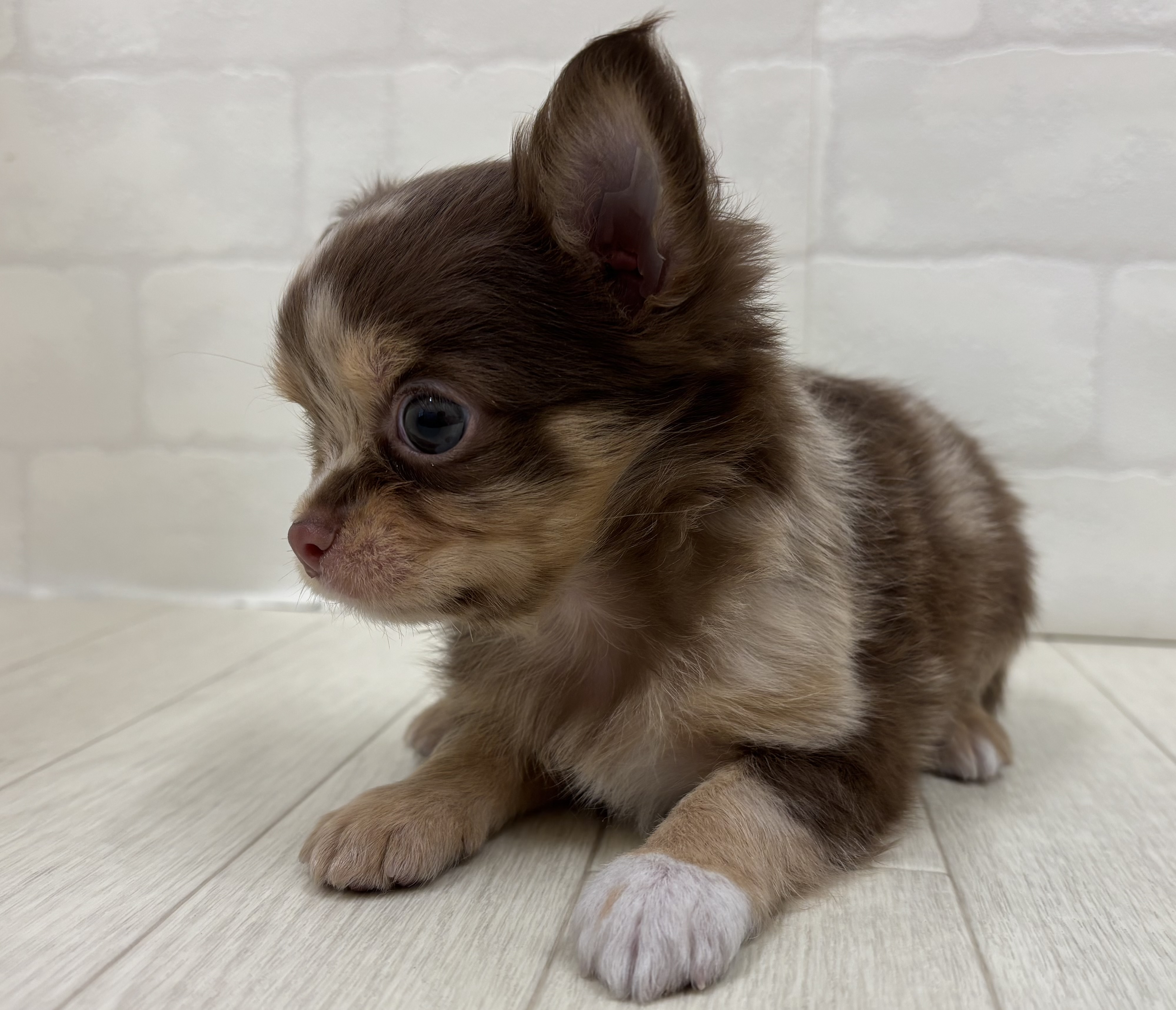 埼玉県のチワワ(ロング) (ペッツワン大利根店/2025年11月18日生まれ/男の子/チョコレートマールホワイト)の子犬の2枚目の画像